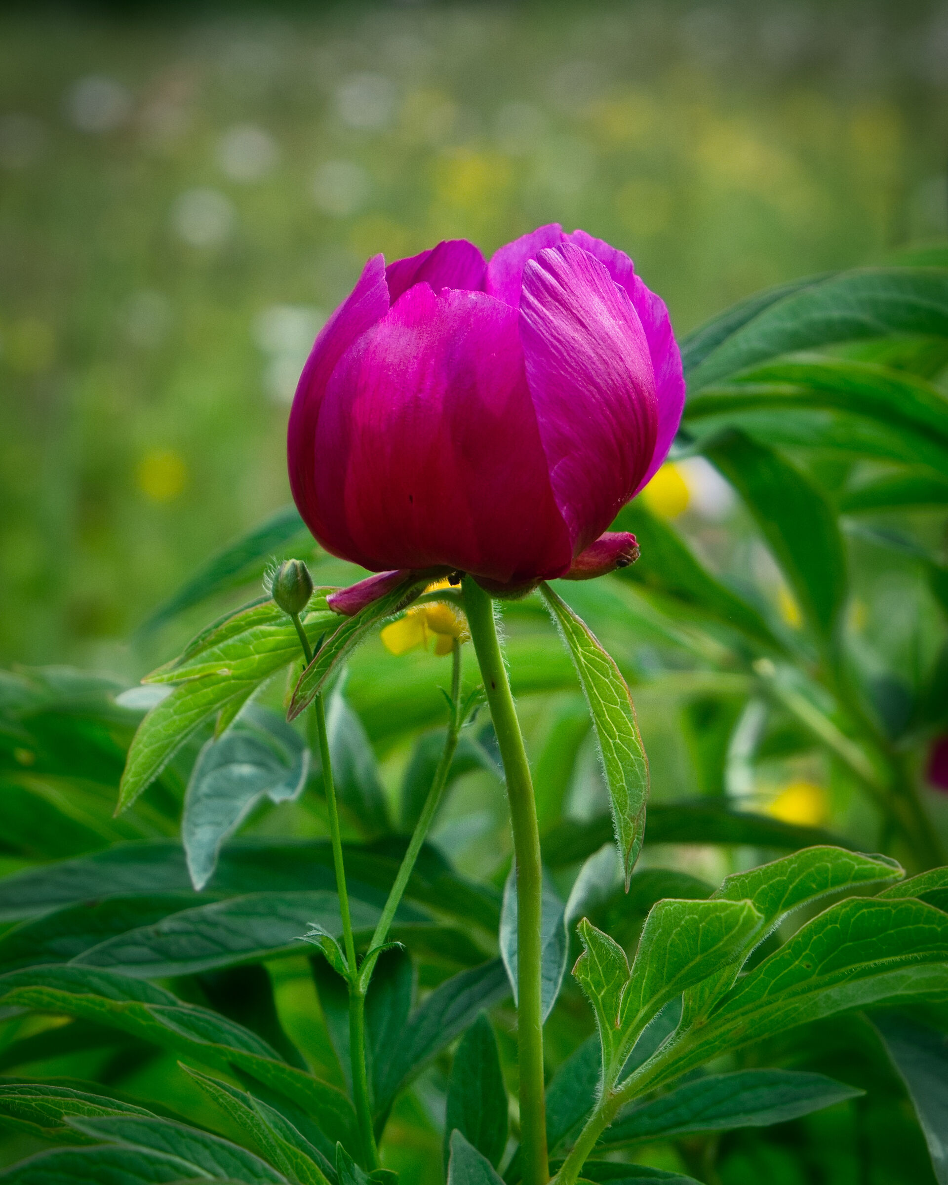 Peonia sui Prati del monte San Vicino
