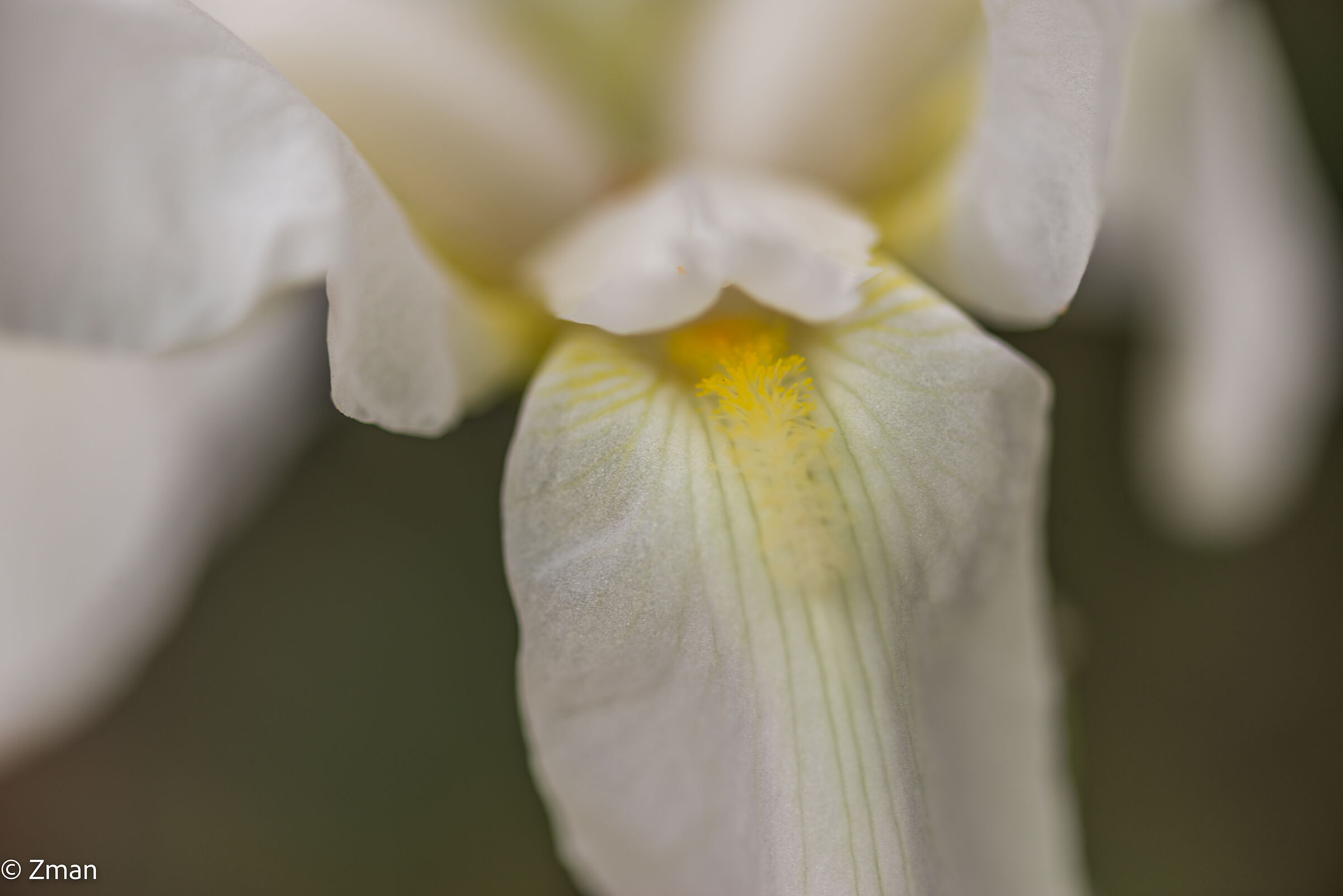 Lily