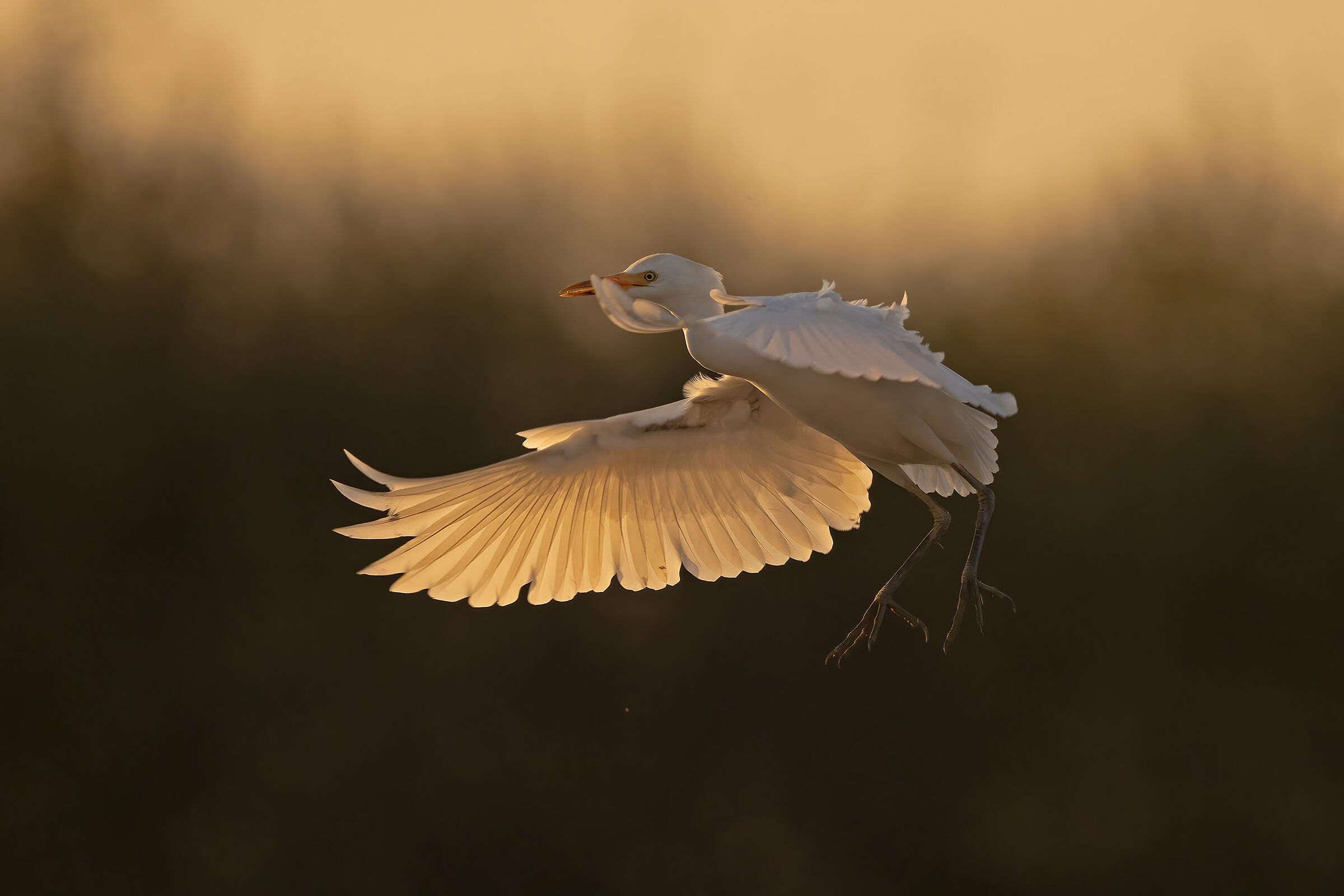 Backlit arrival