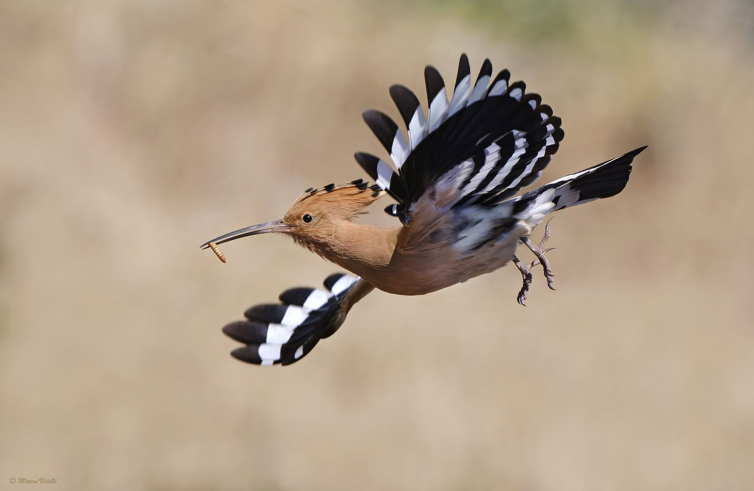 Hoopoe (Upupa epops)
