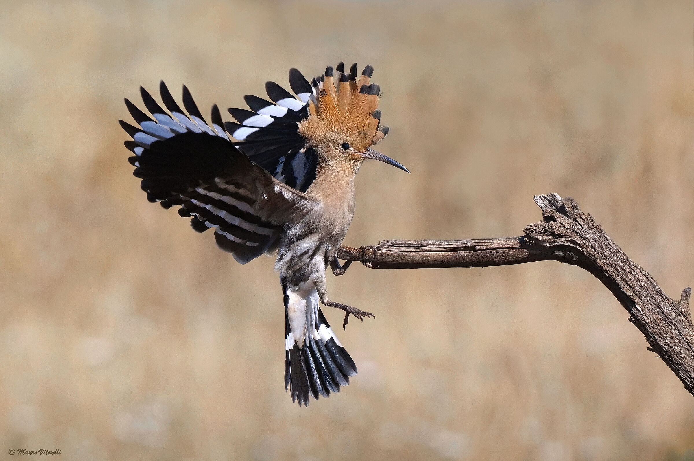Hoopoe (Upupa epops)