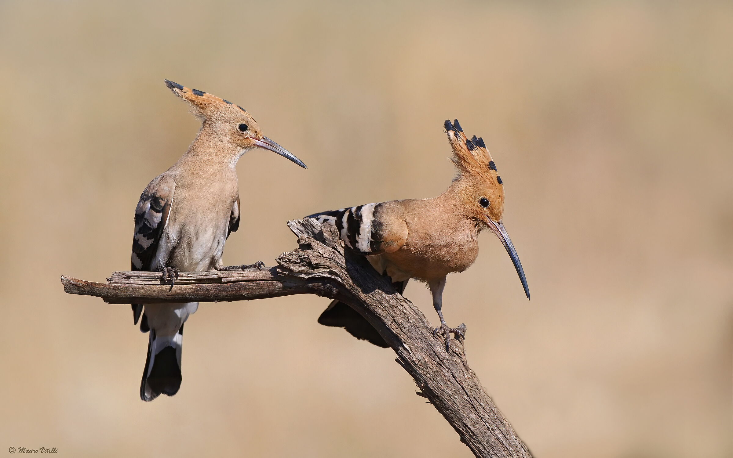 Hoopoe (Upupa epops)