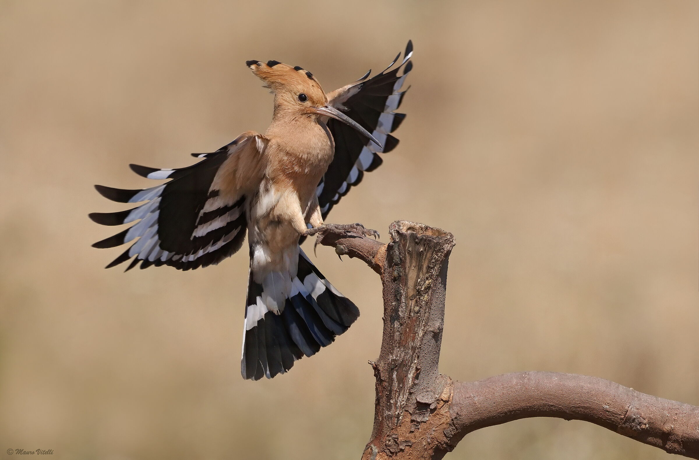 Hoopoe (Upupa epops)