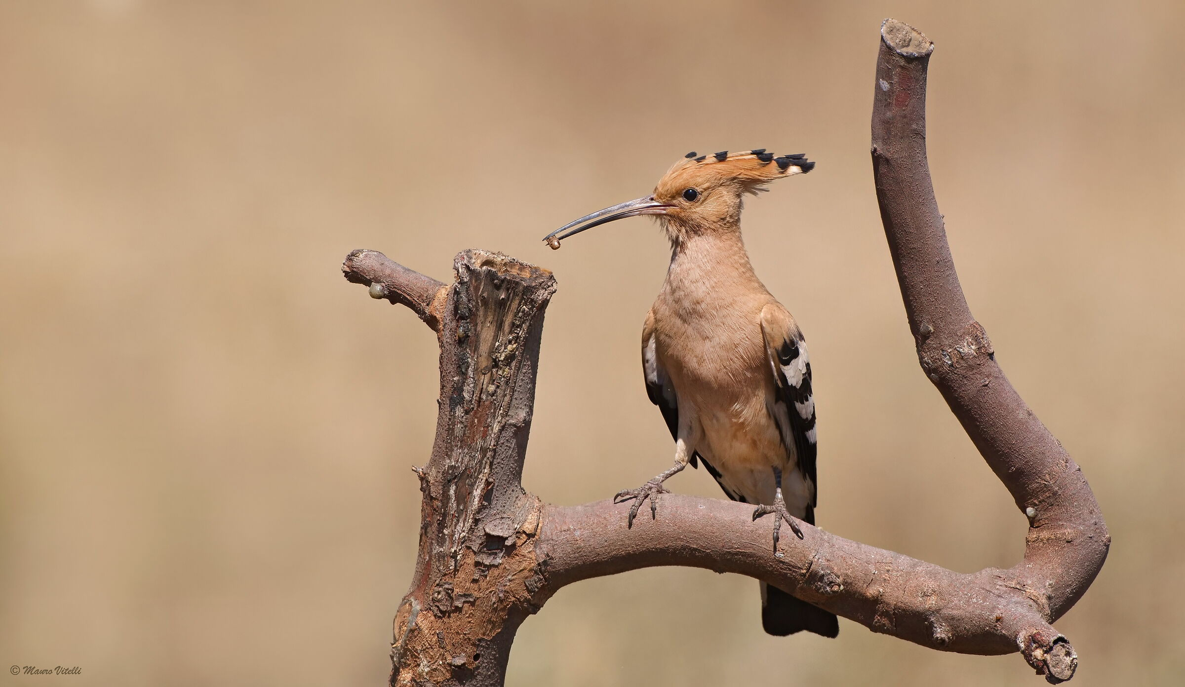 Hoopoe (Upupa epops)