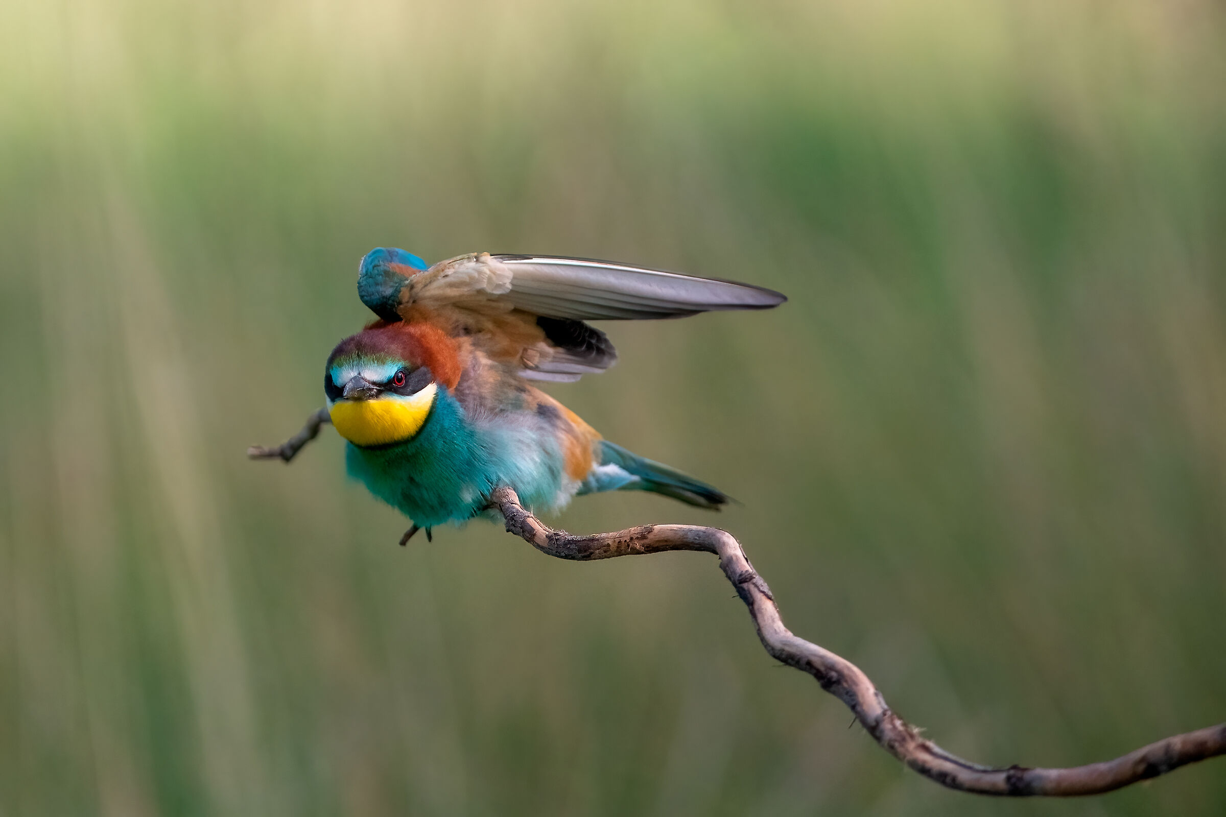 Bee-eater