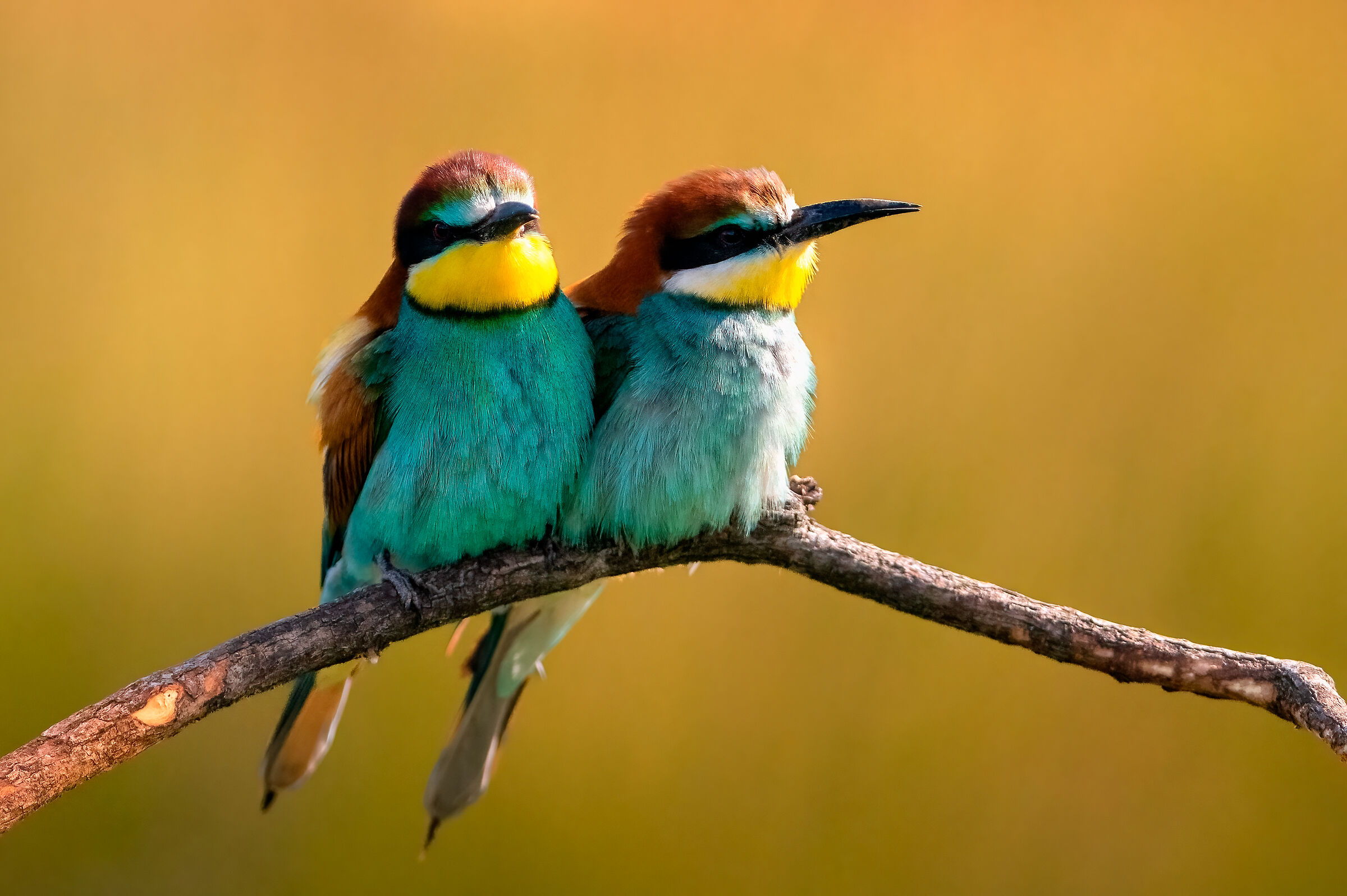 Bee-eaters posing