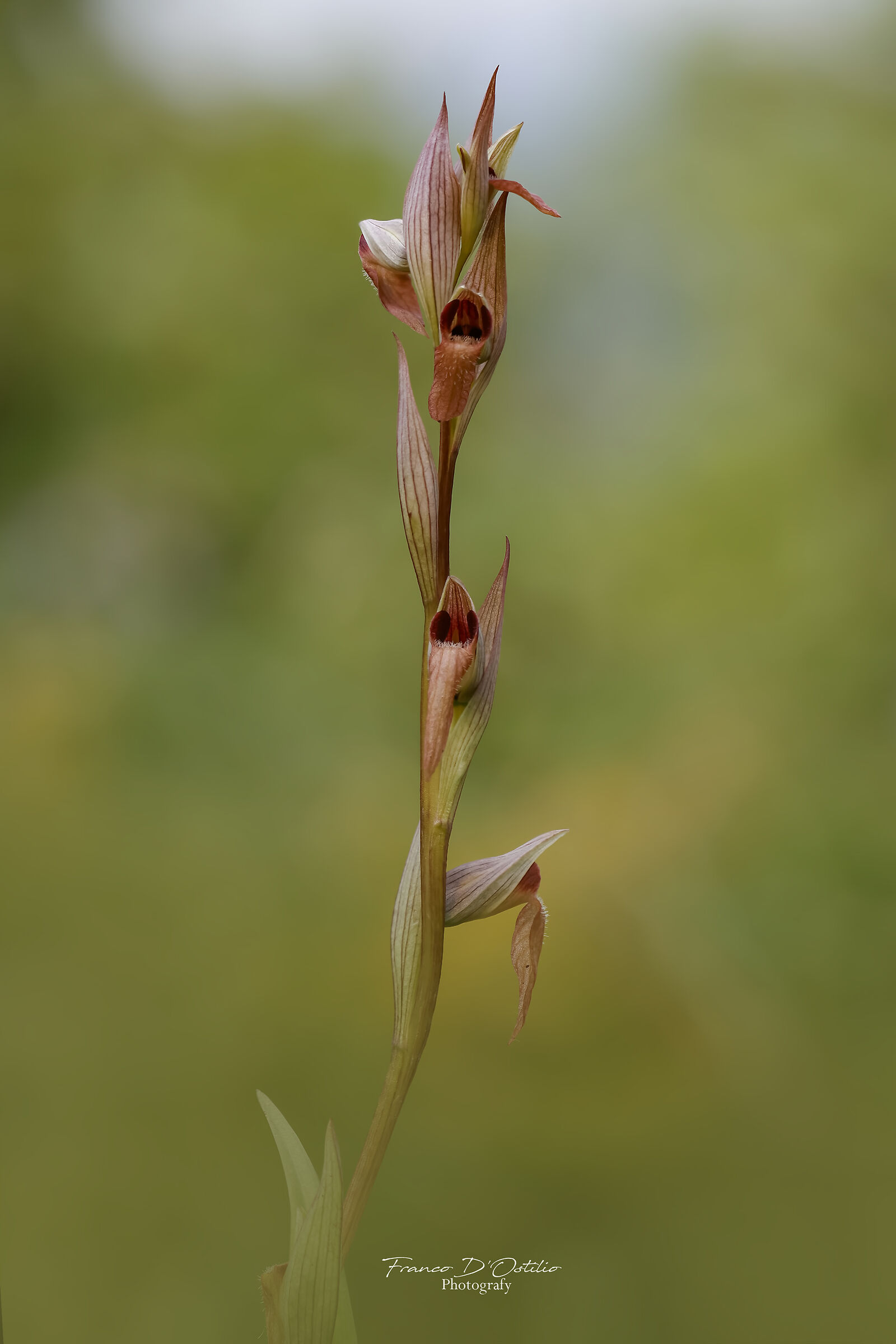 Serapias paviflora