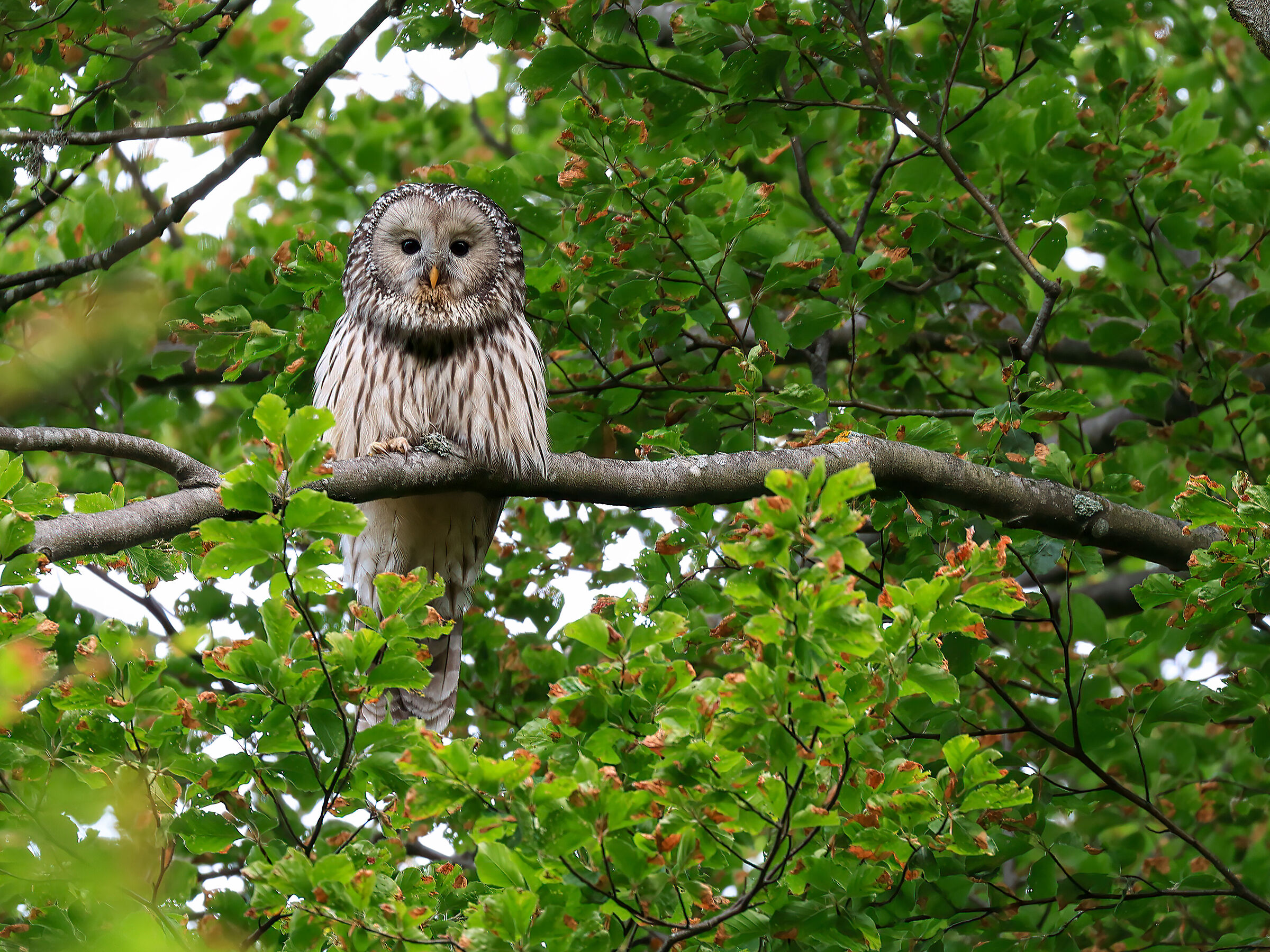 Ural Tawny Owl