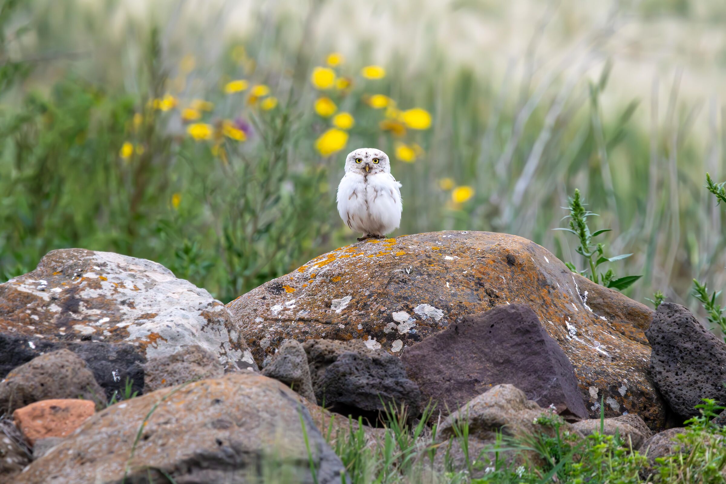 Civetta parziamente leucistica (Athene noctua)