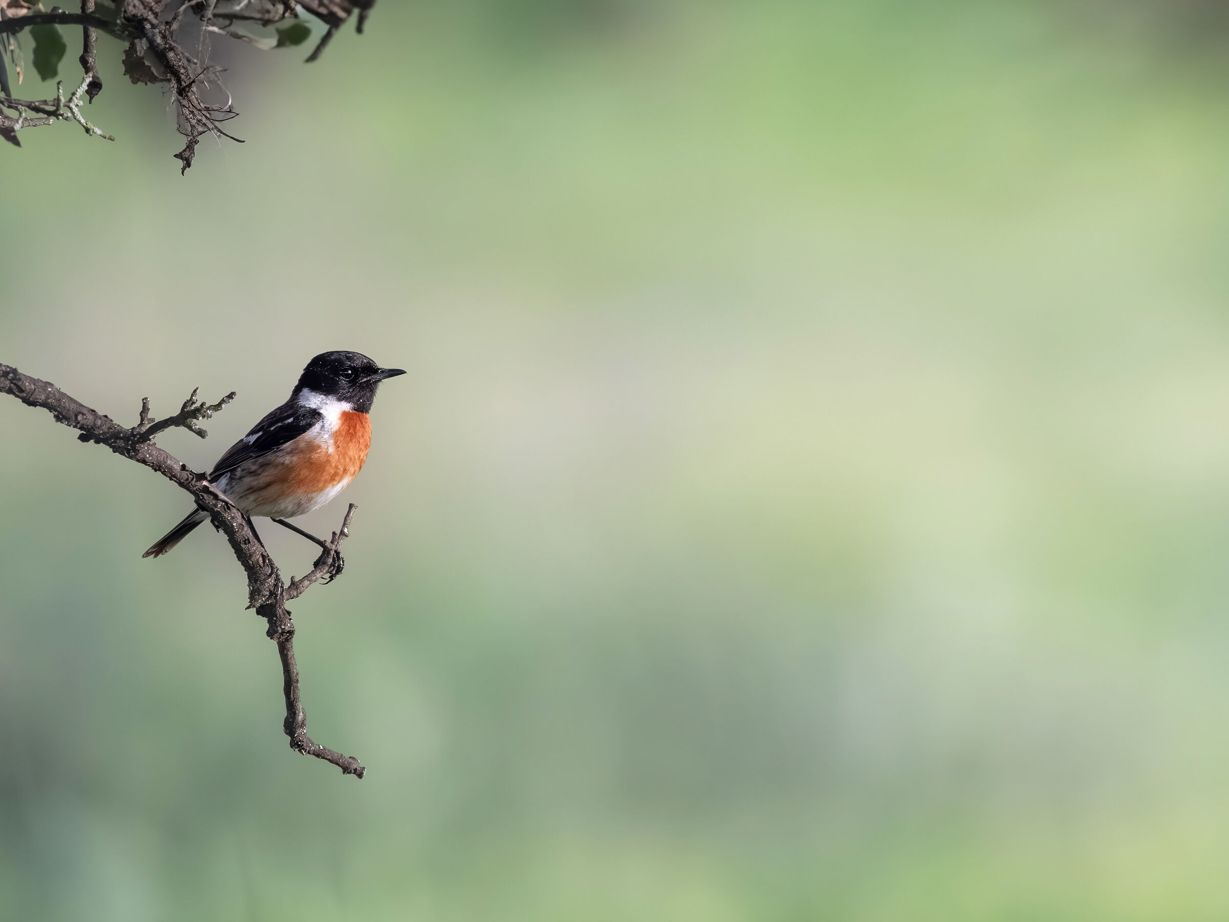 Saltimpalo (Saxicola torquatus)