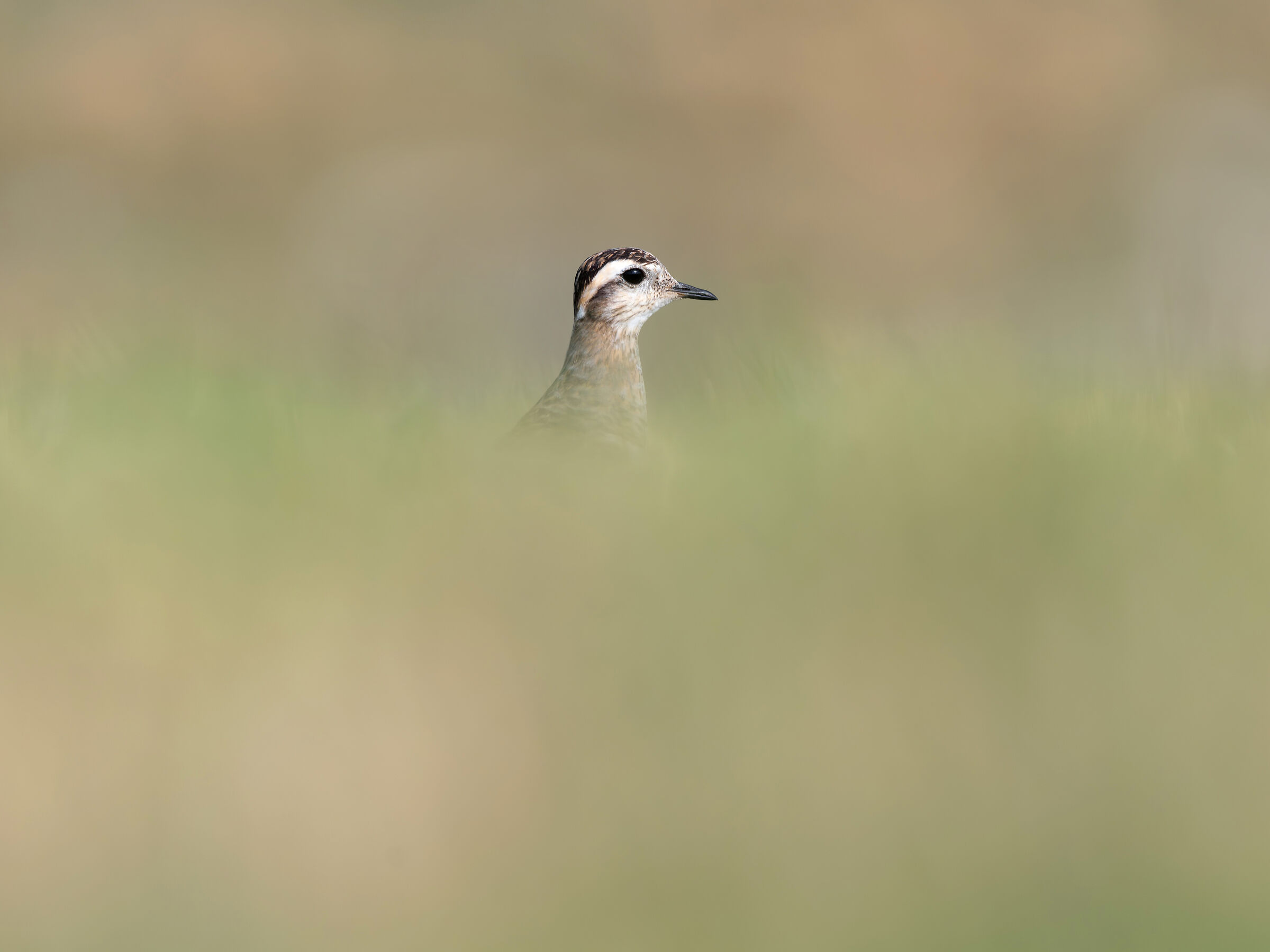 Piviere tortolino (Charadrius morinellus)