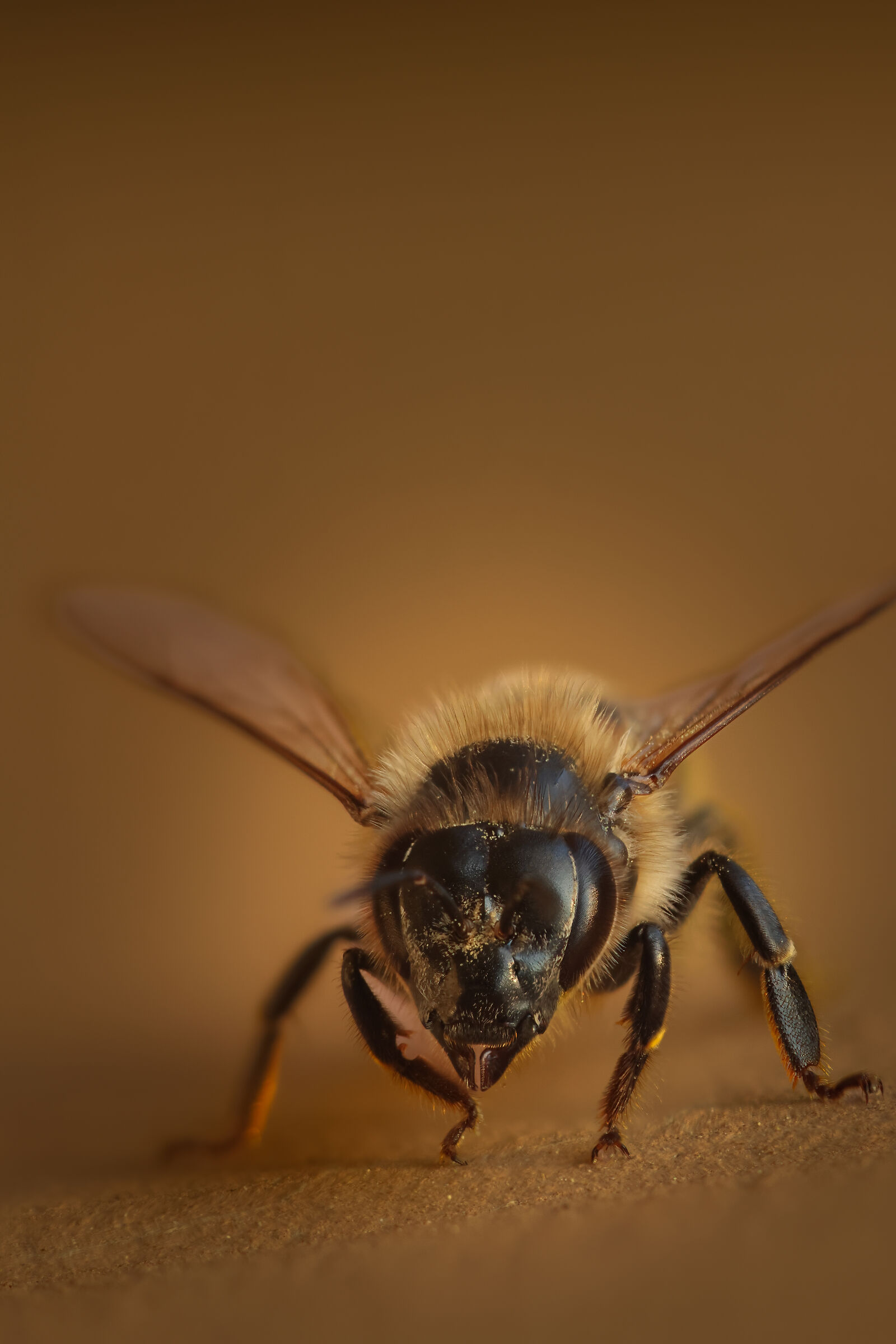 bee