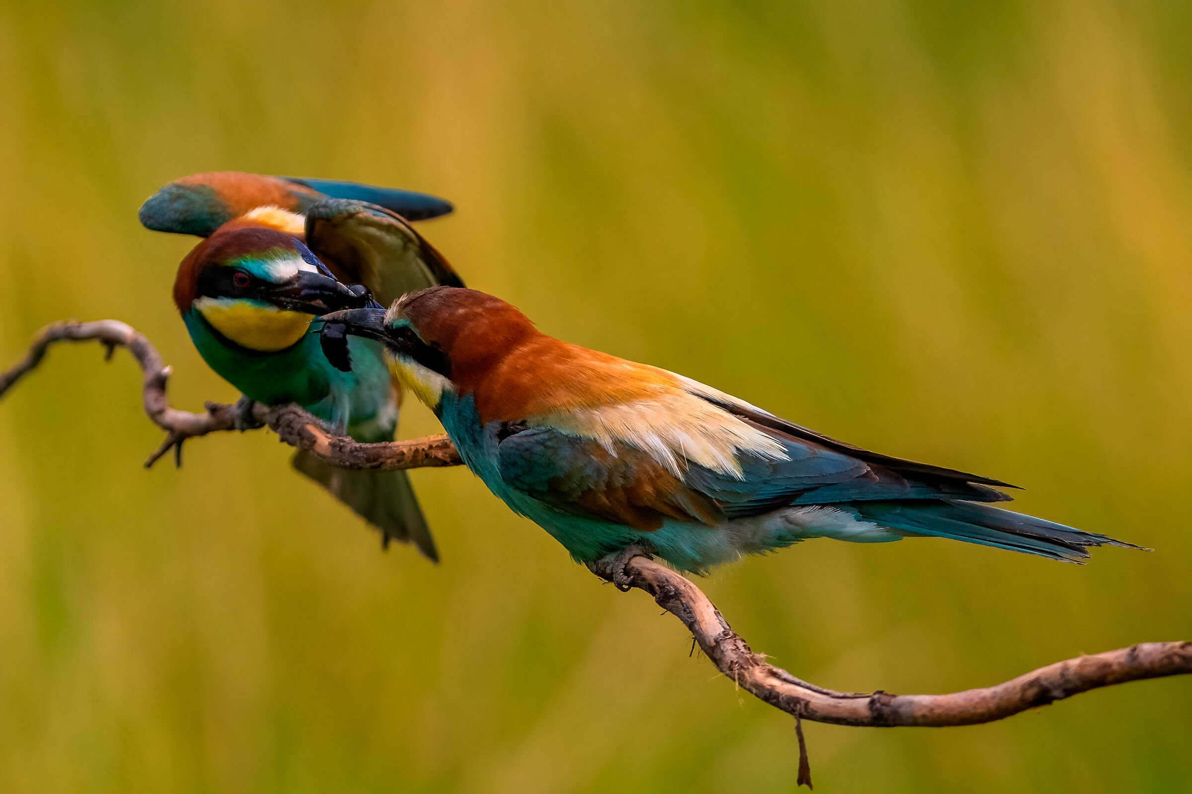 The gift of the bee-eater