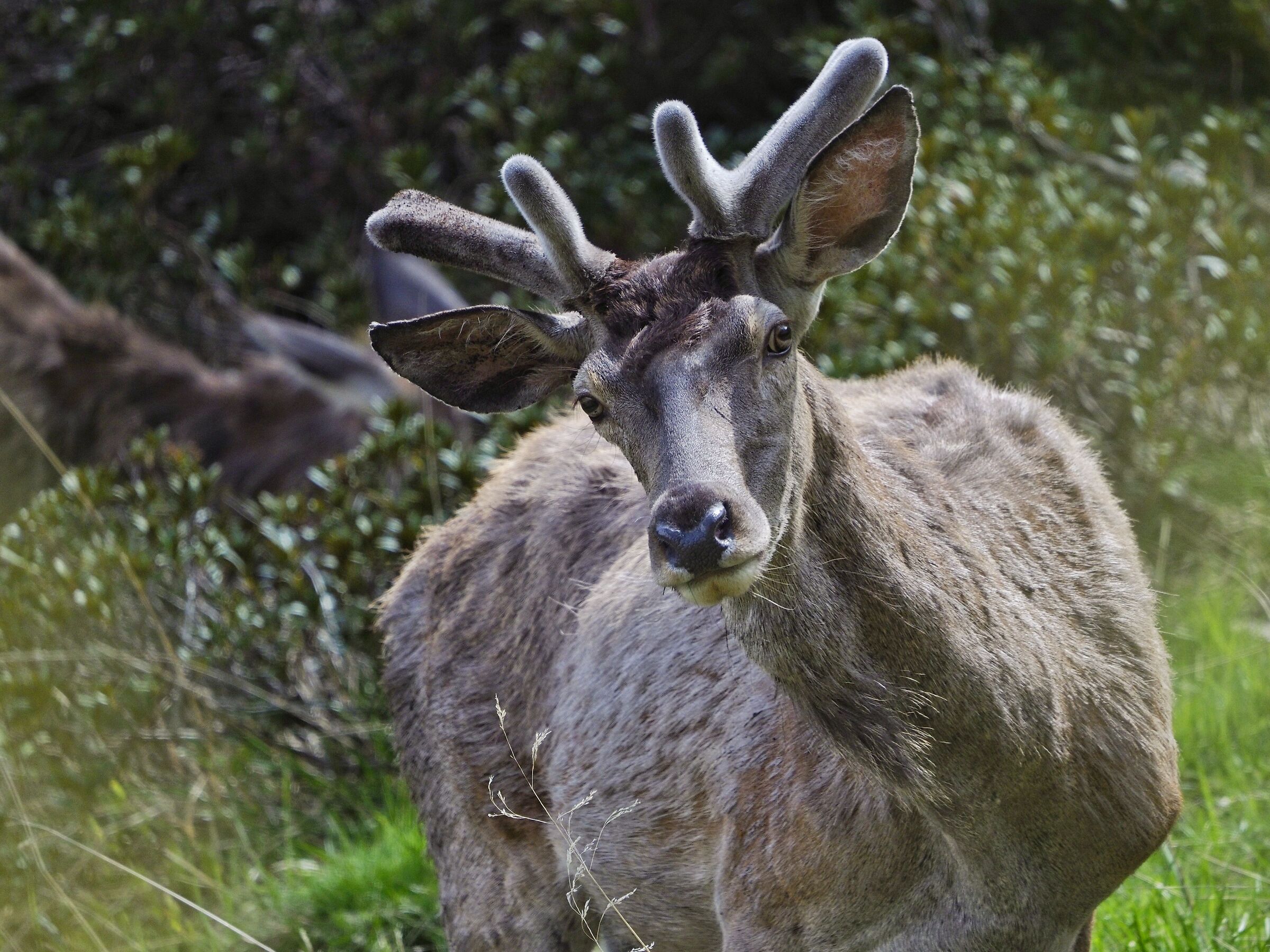 Velvet