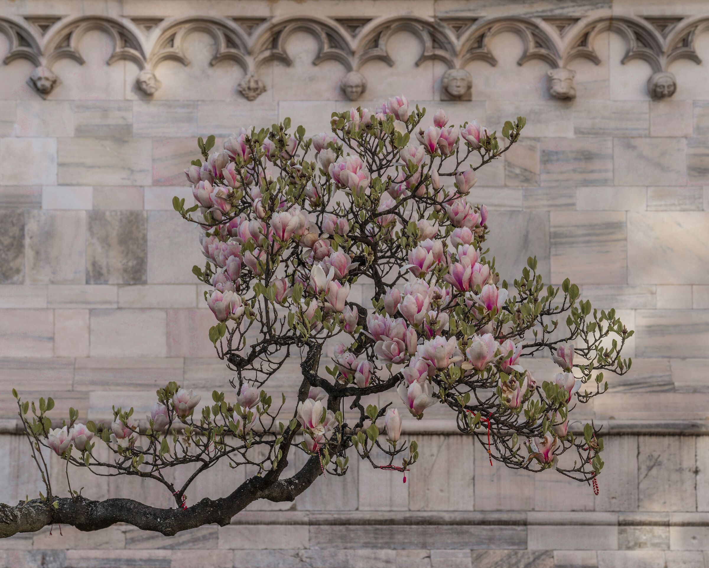 "Magnolia Denudata" in Piazza Duomo -18/03/2025, 16:26