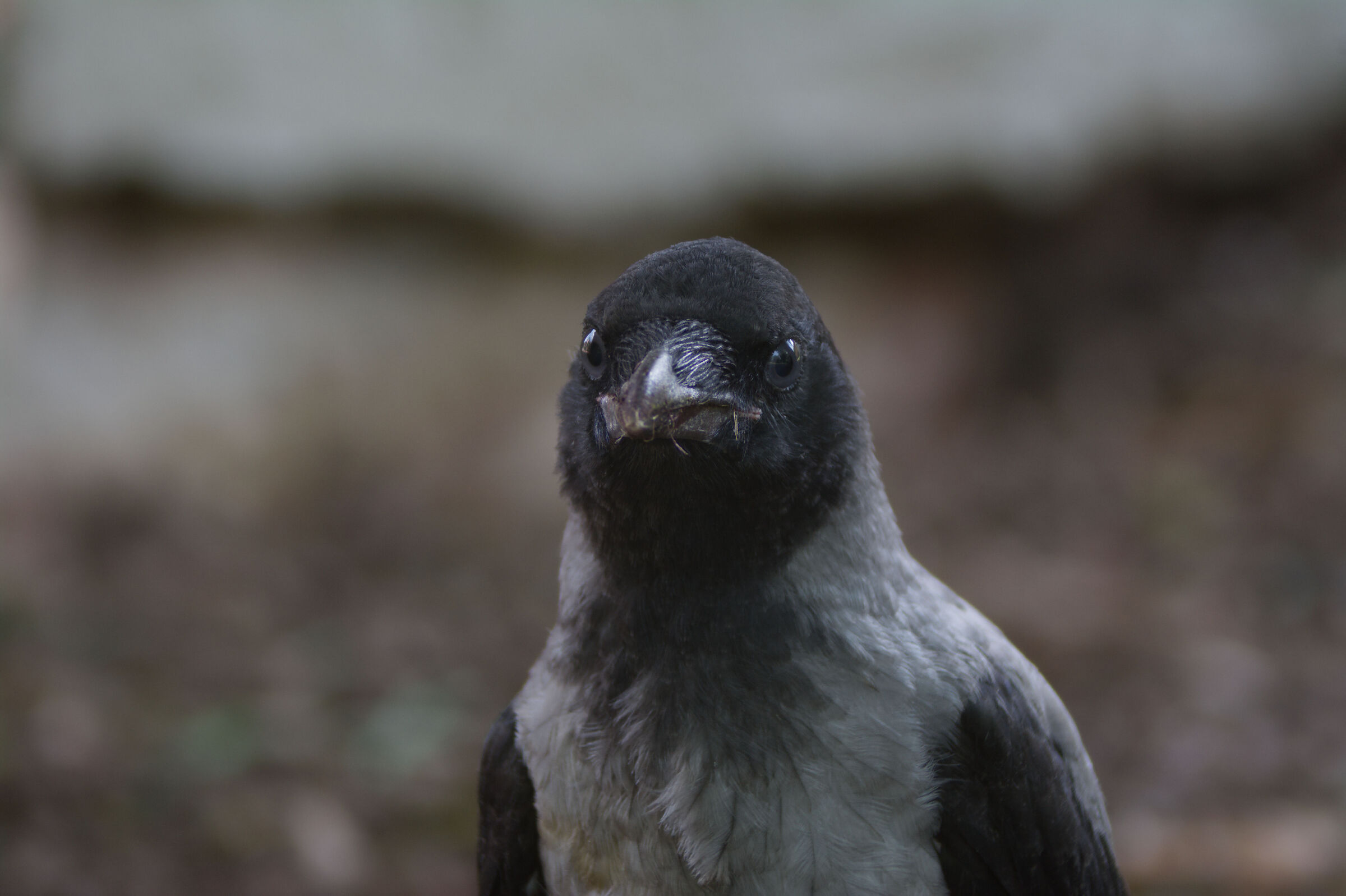 OcchiAncoraChiari. 25/05/25.