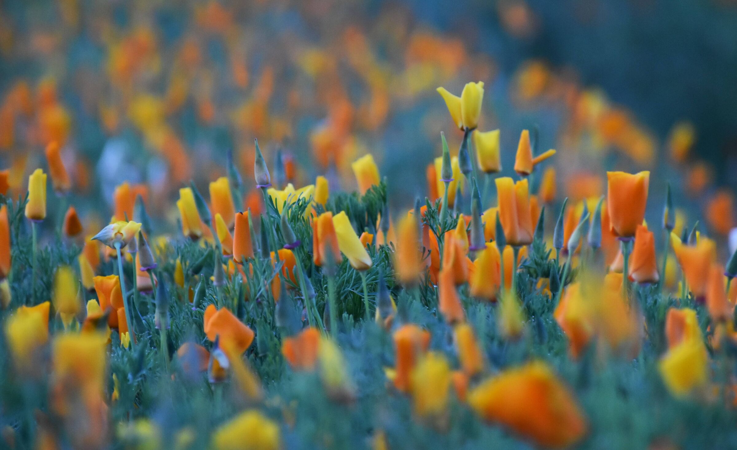 Escholzia in the sunset light