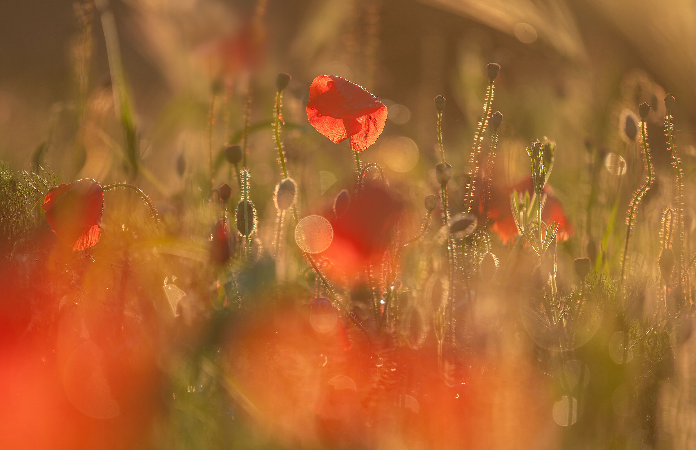 Un delicato fiore di papavero