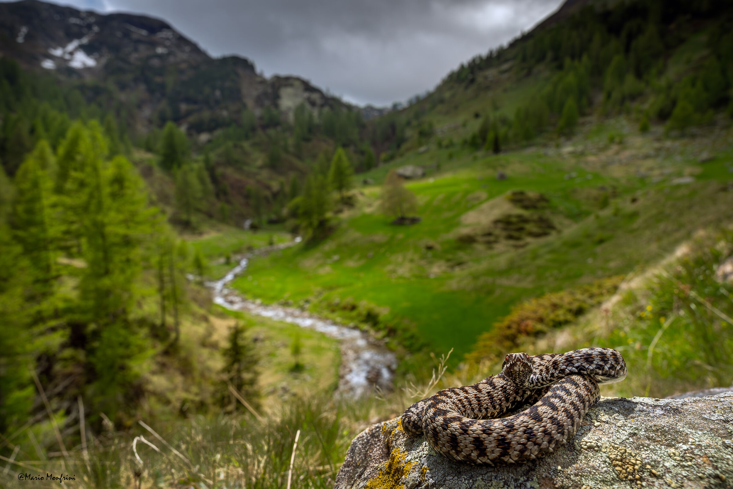Cartolina dalle alpi