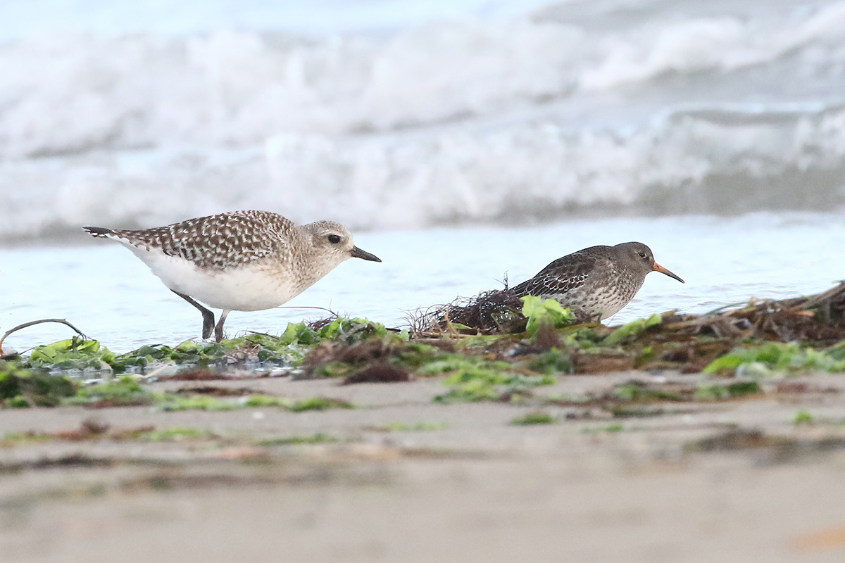 Purple sandpiper chased by a Plover