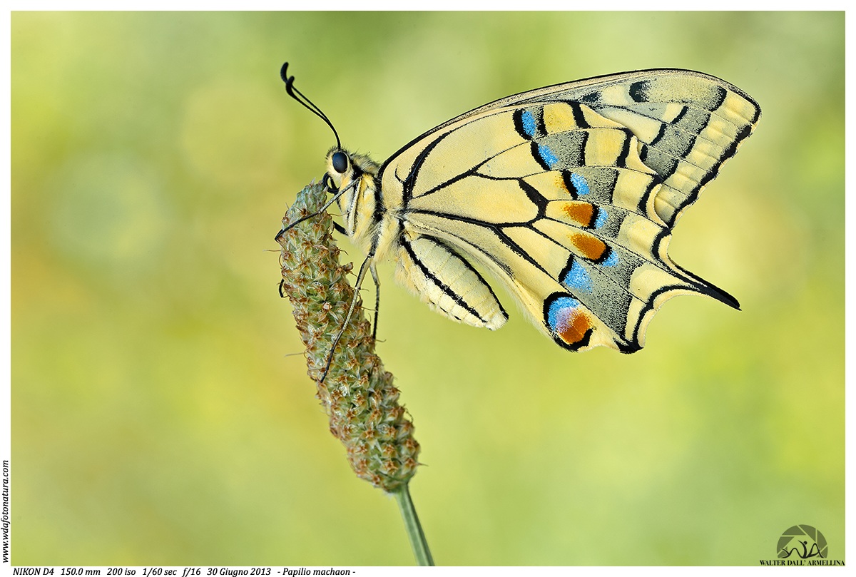 Papilio machaon