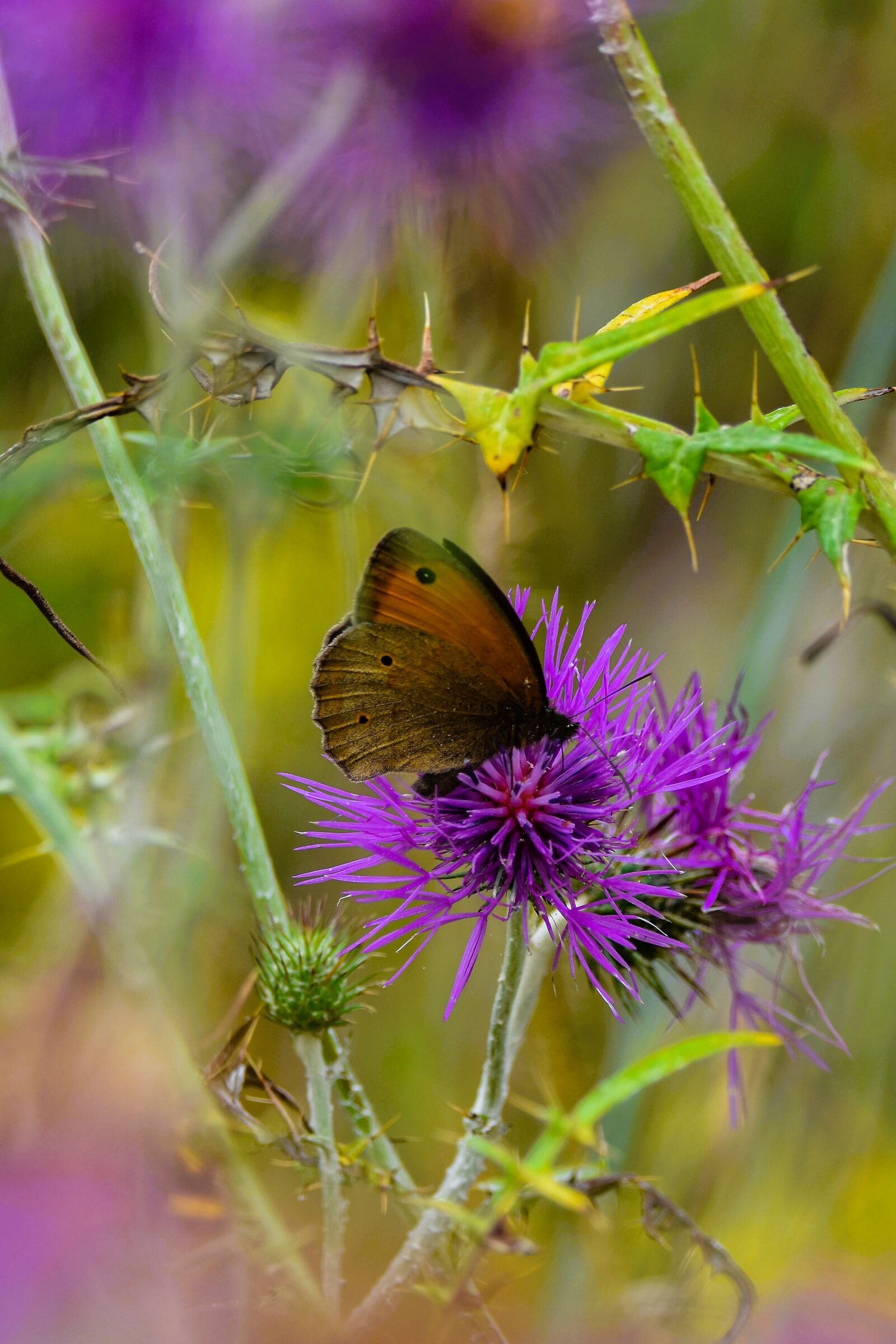 Svolazzando tra fiori gialli e viola