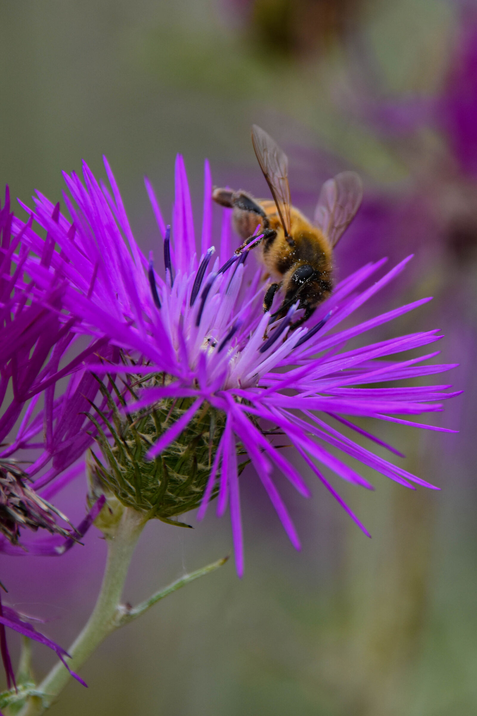 Ape su fiore di cardo viola