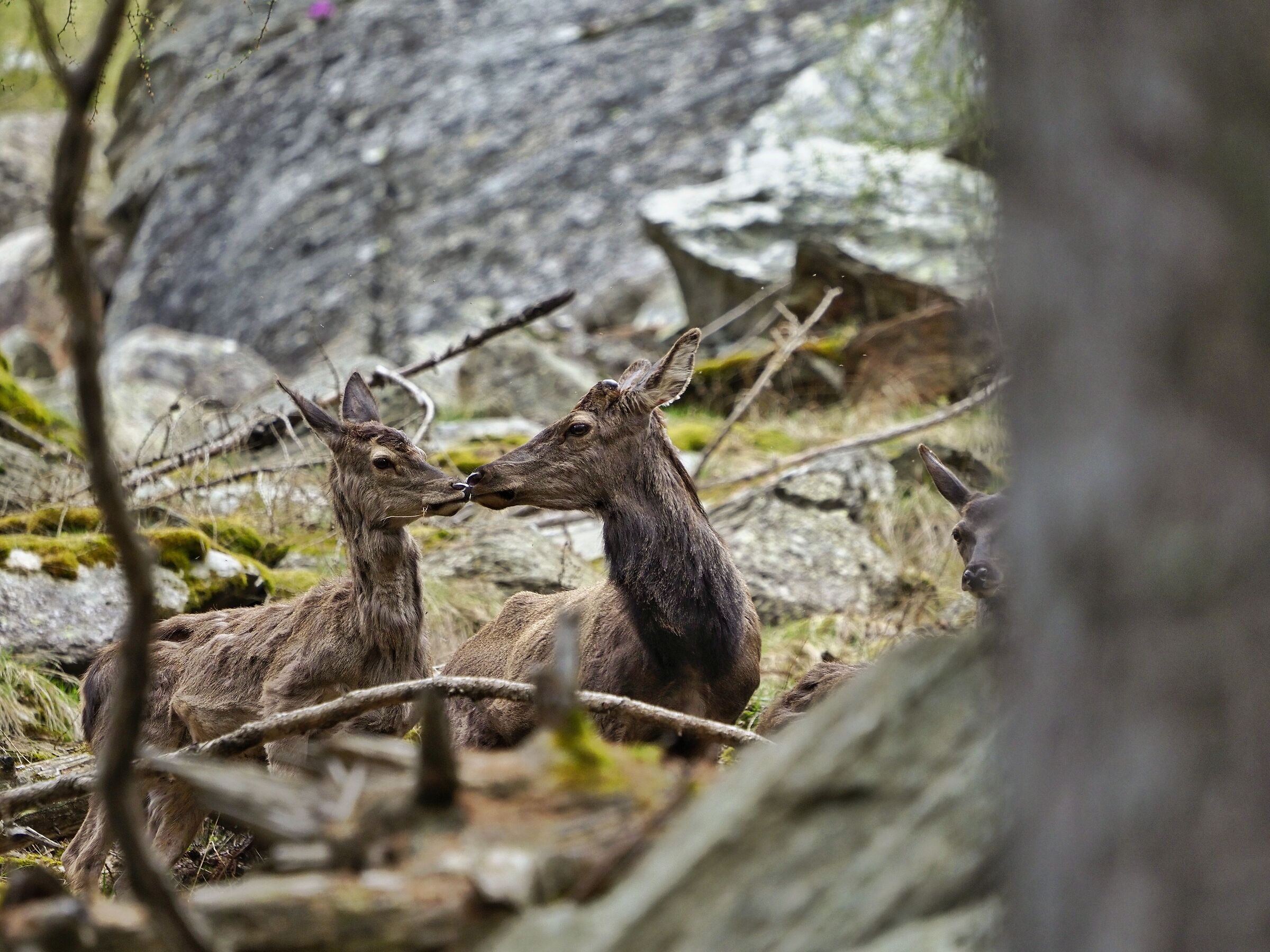 Deer