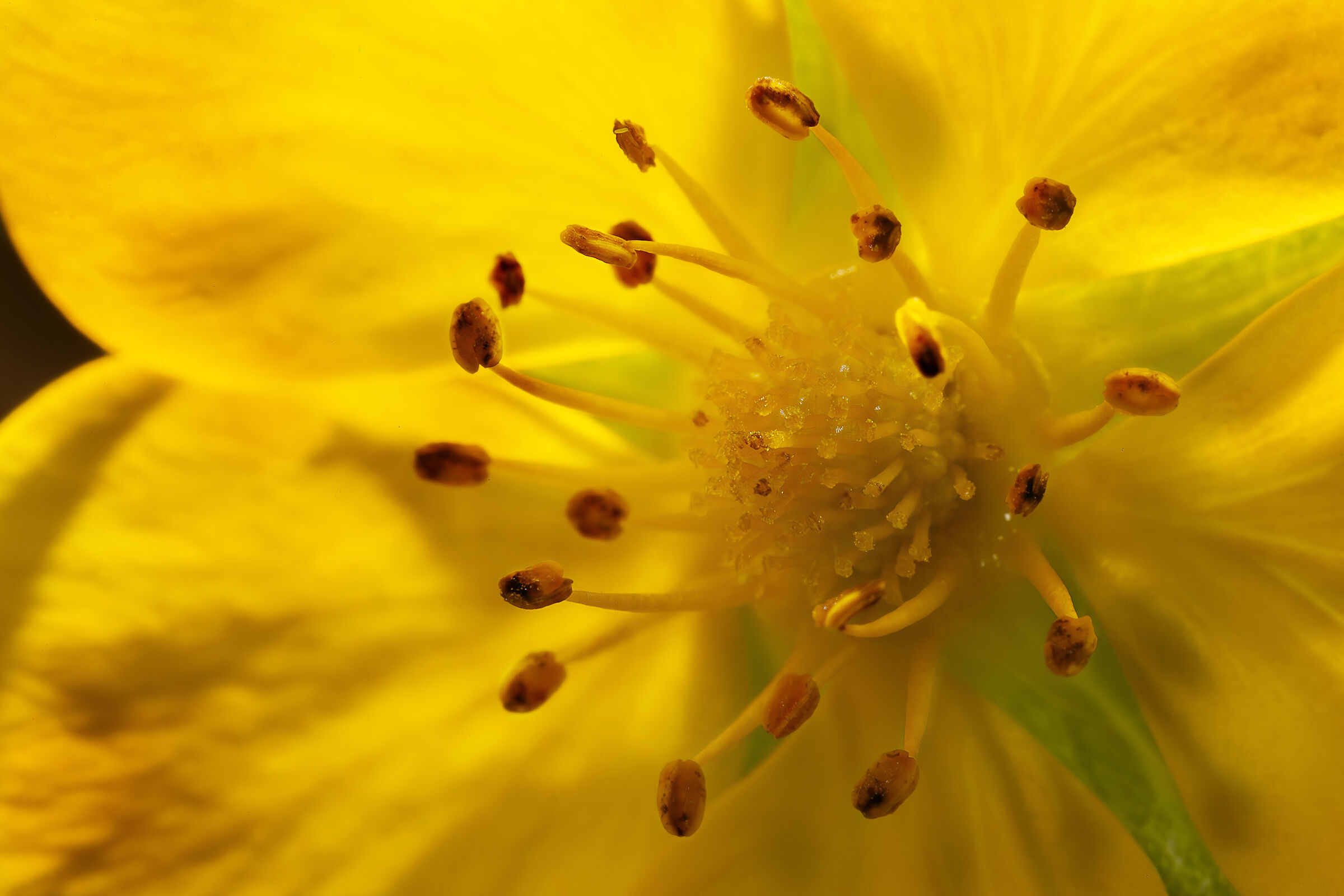 giallo