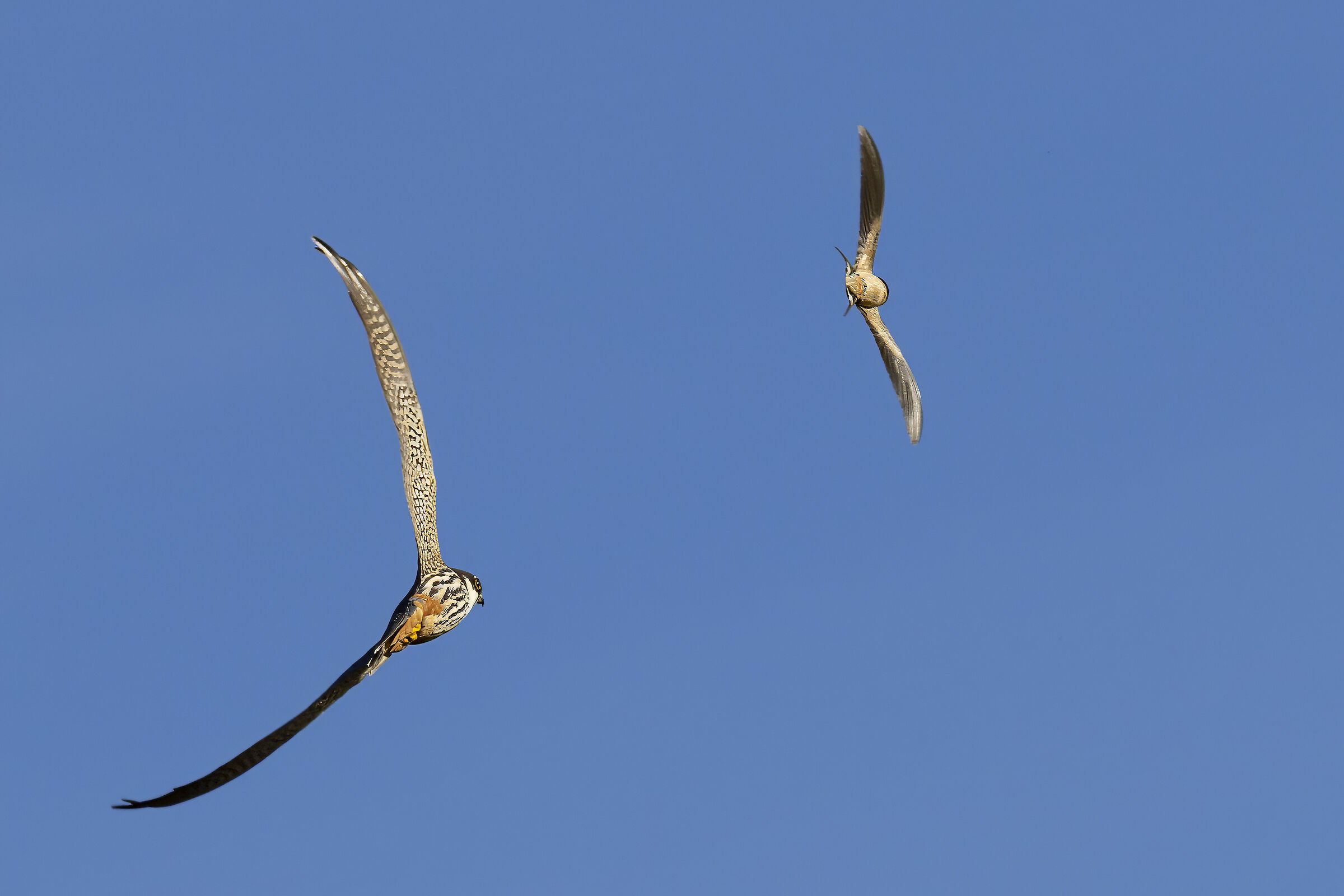 Lodolaio preying on a swallow