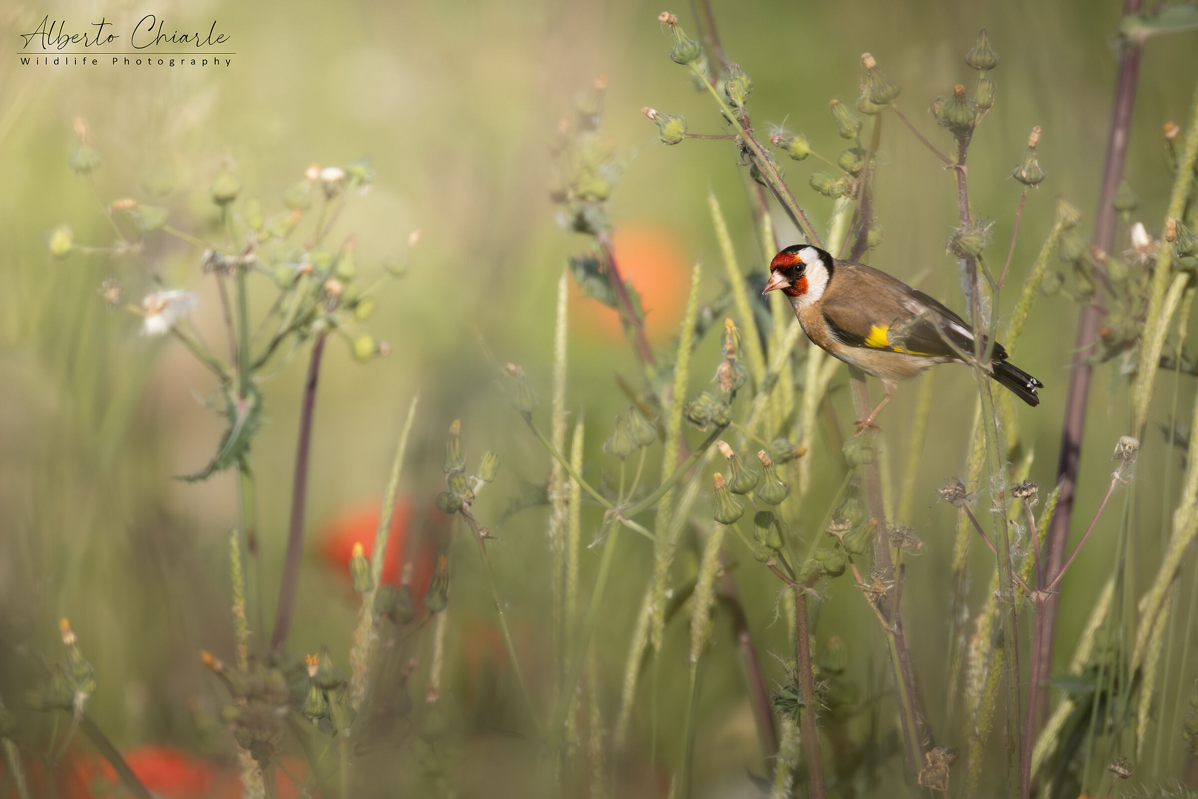 Goldfinch