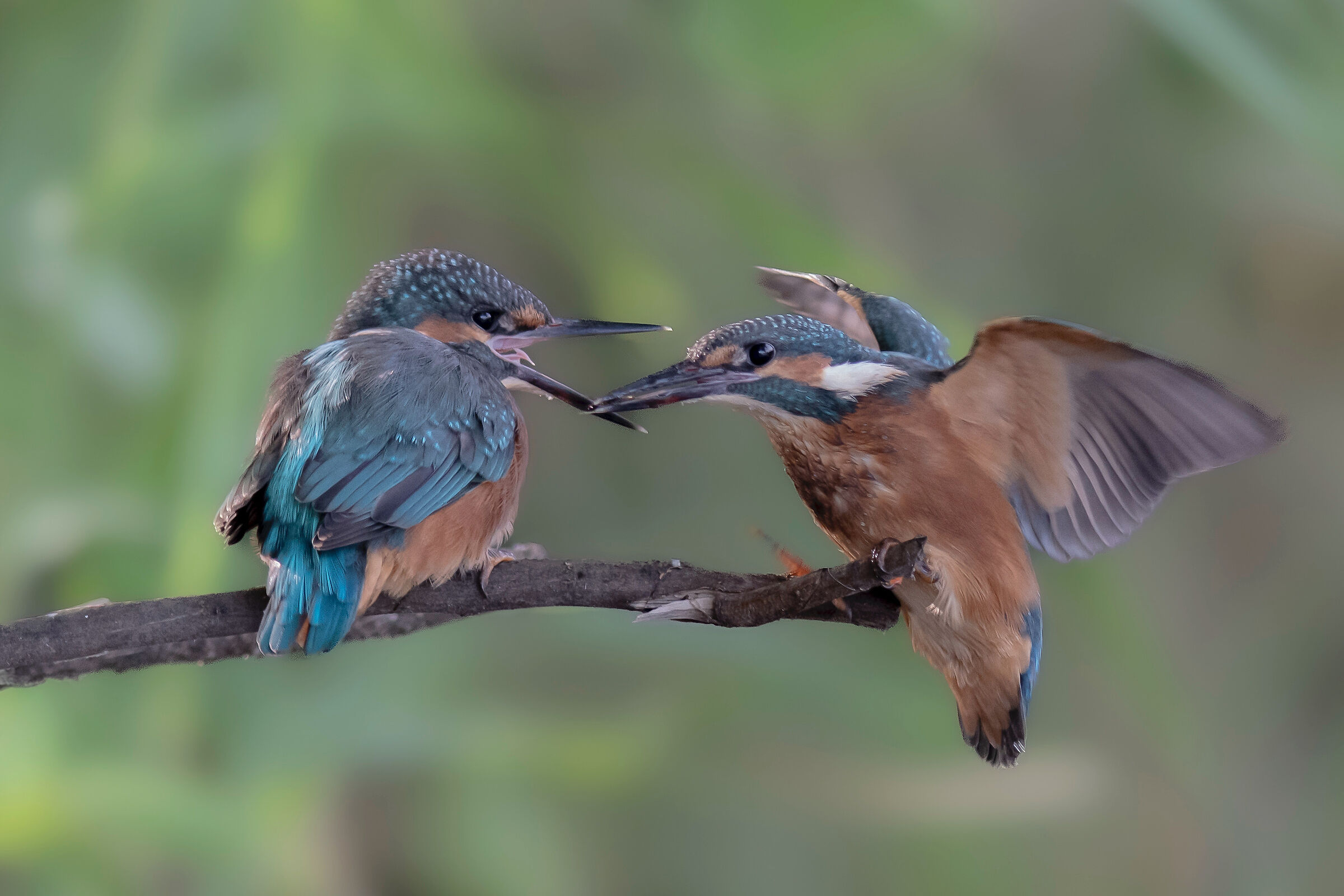 Martin twin brothers
