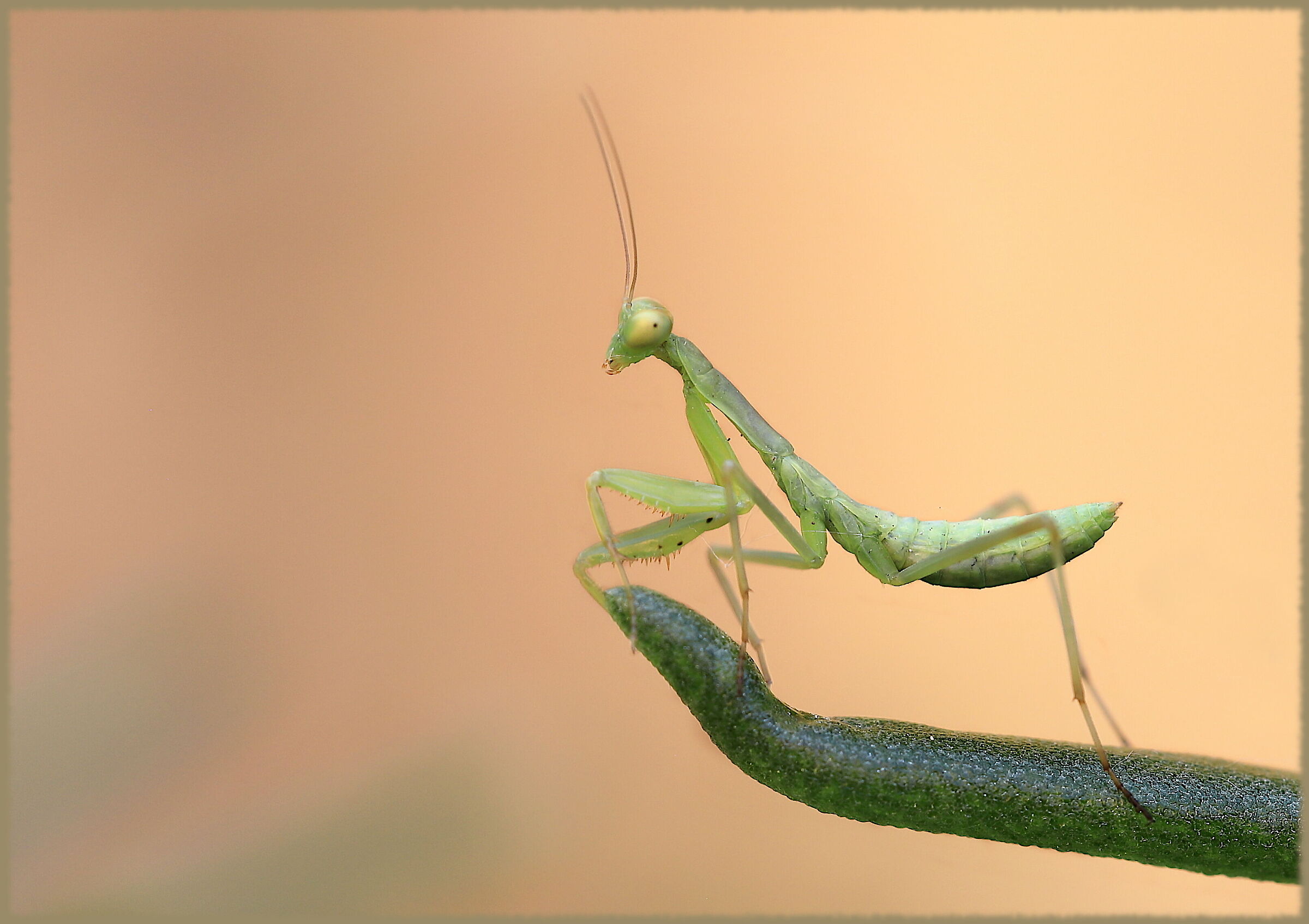 Nymph