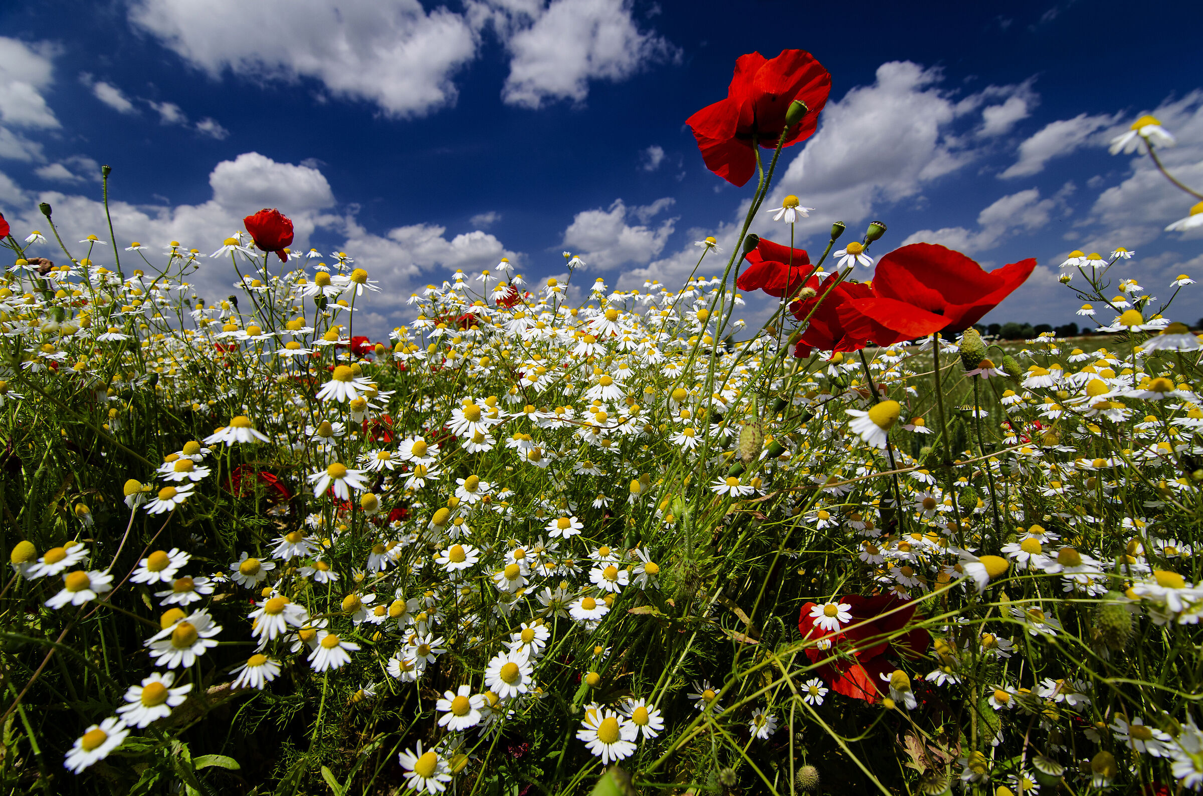 Campo di Camomilla e Papaveri