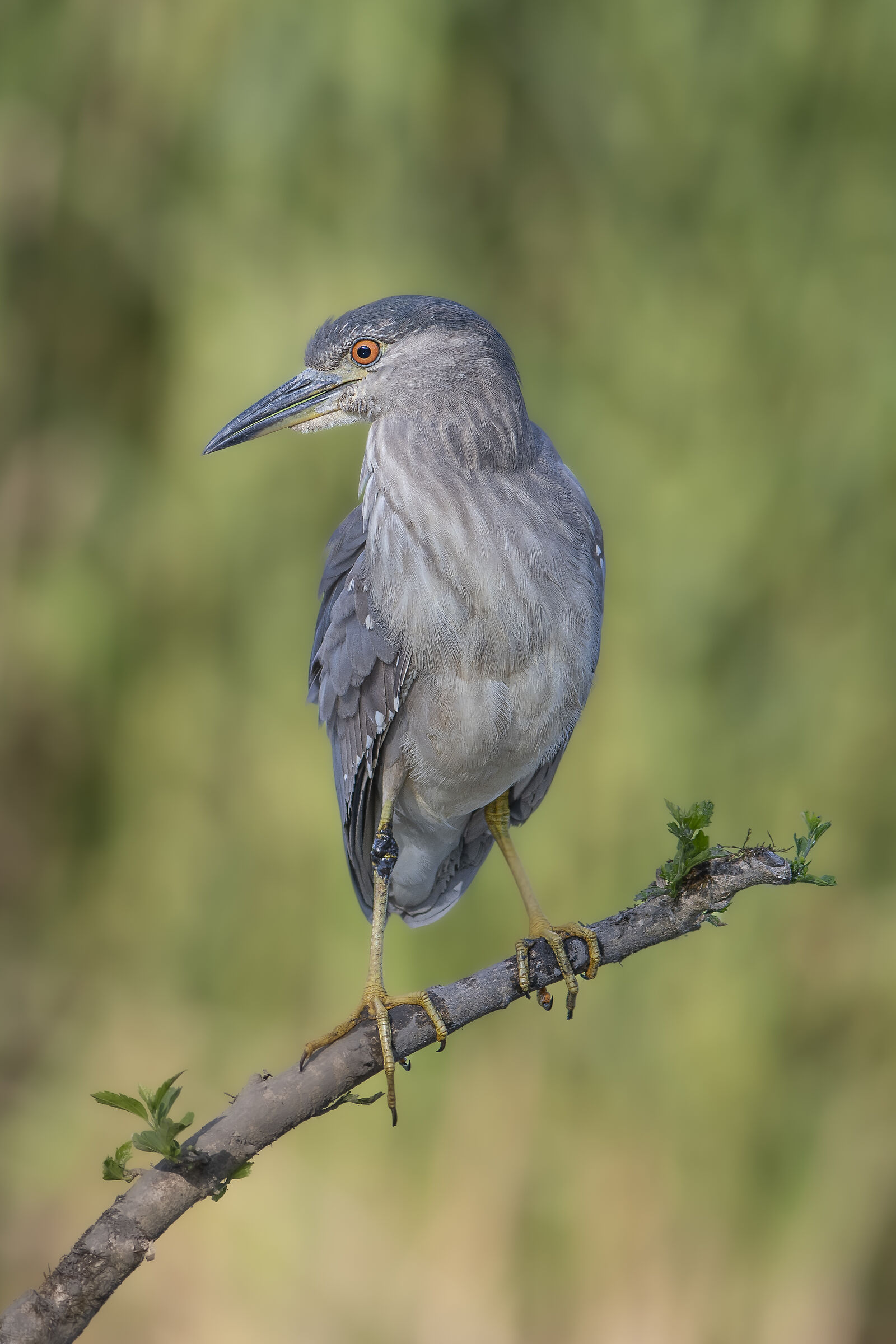 Night Heron