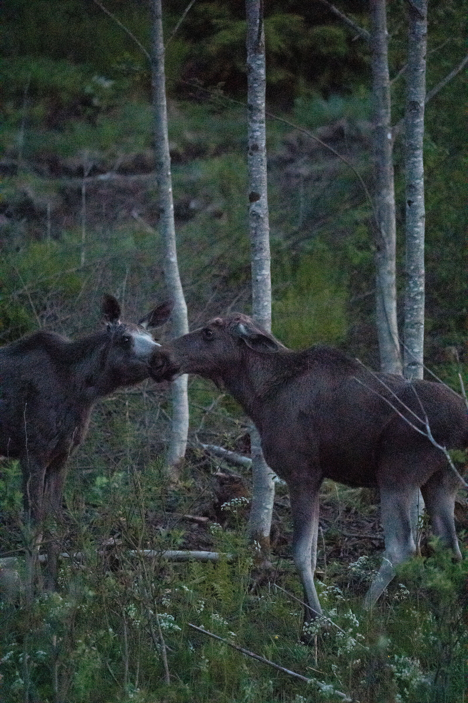 Moose