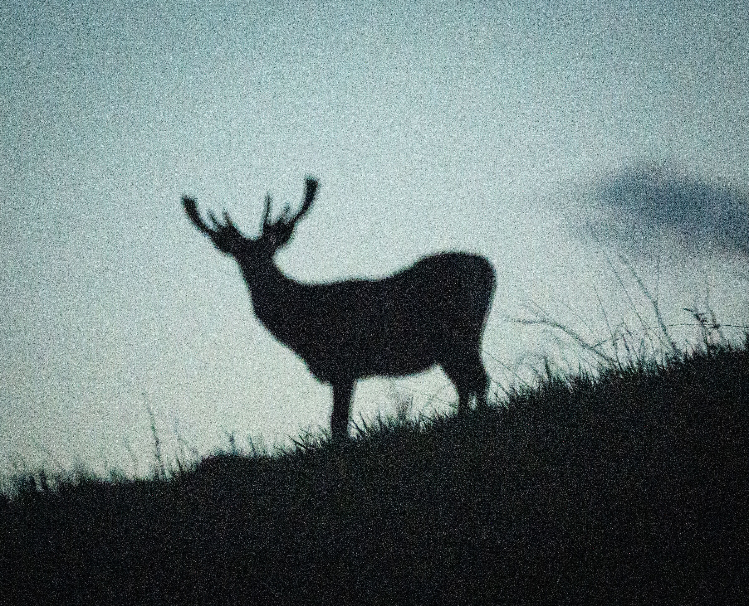 Deer