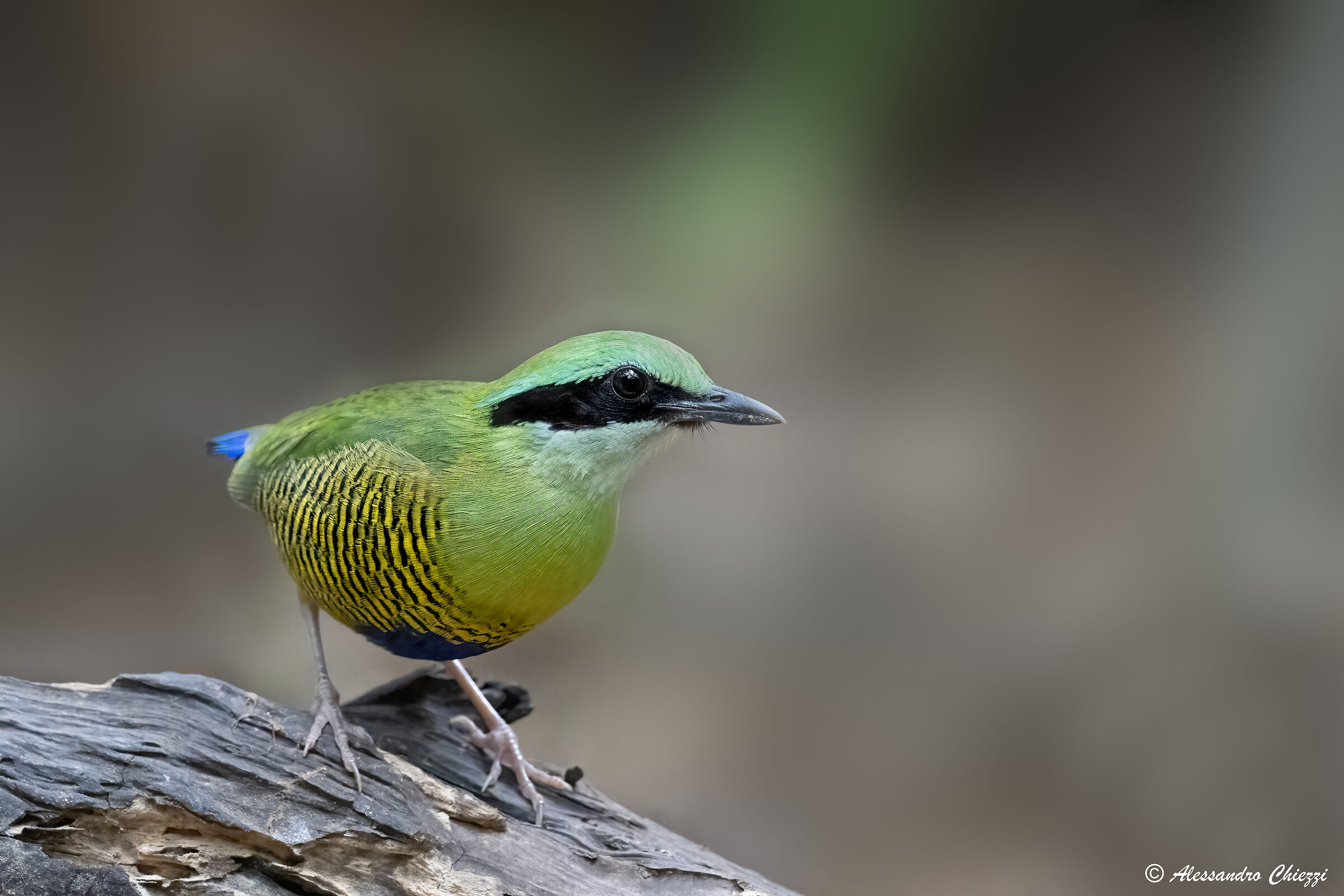 Colors in the forest