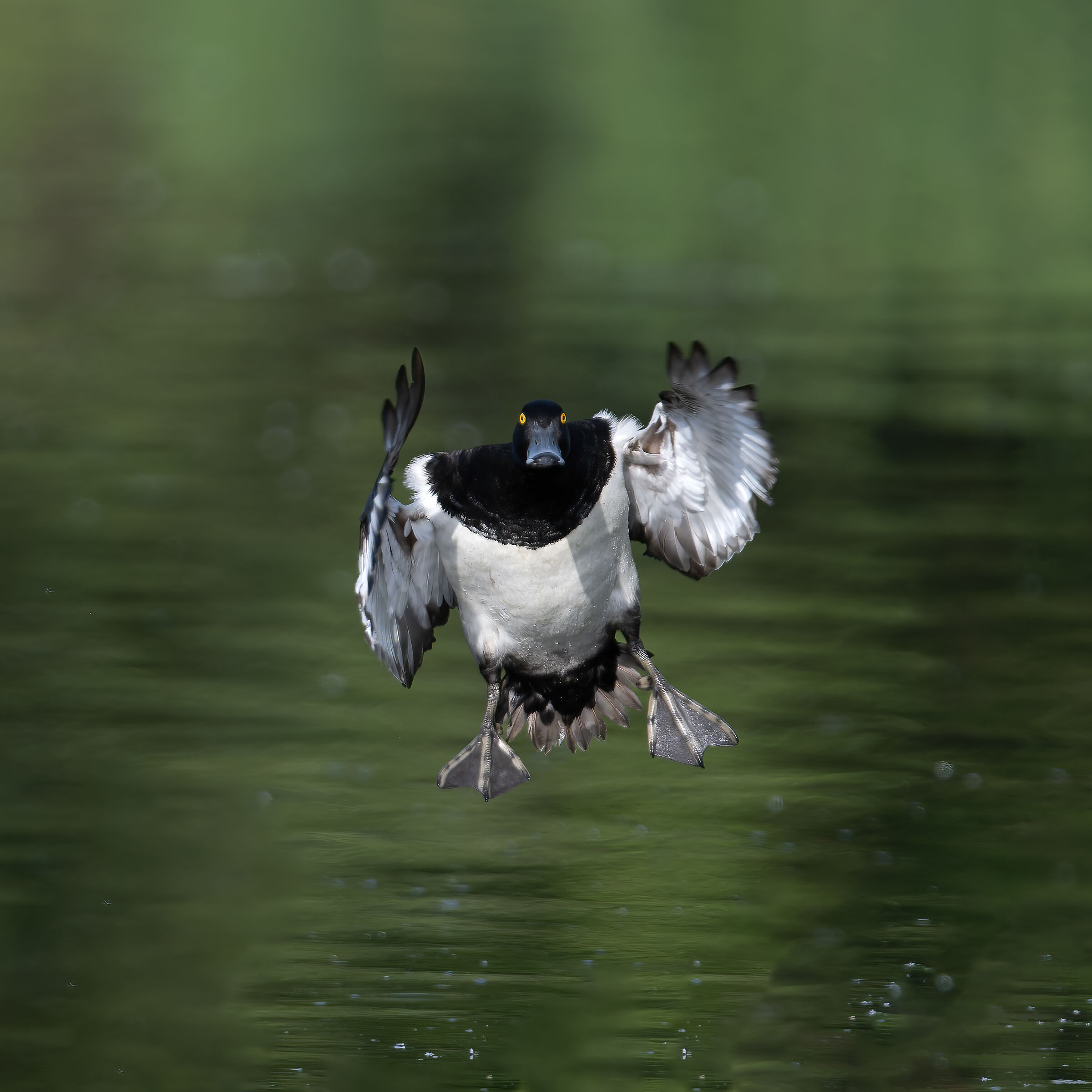 Moretta - Pesio Valley - Piedmont