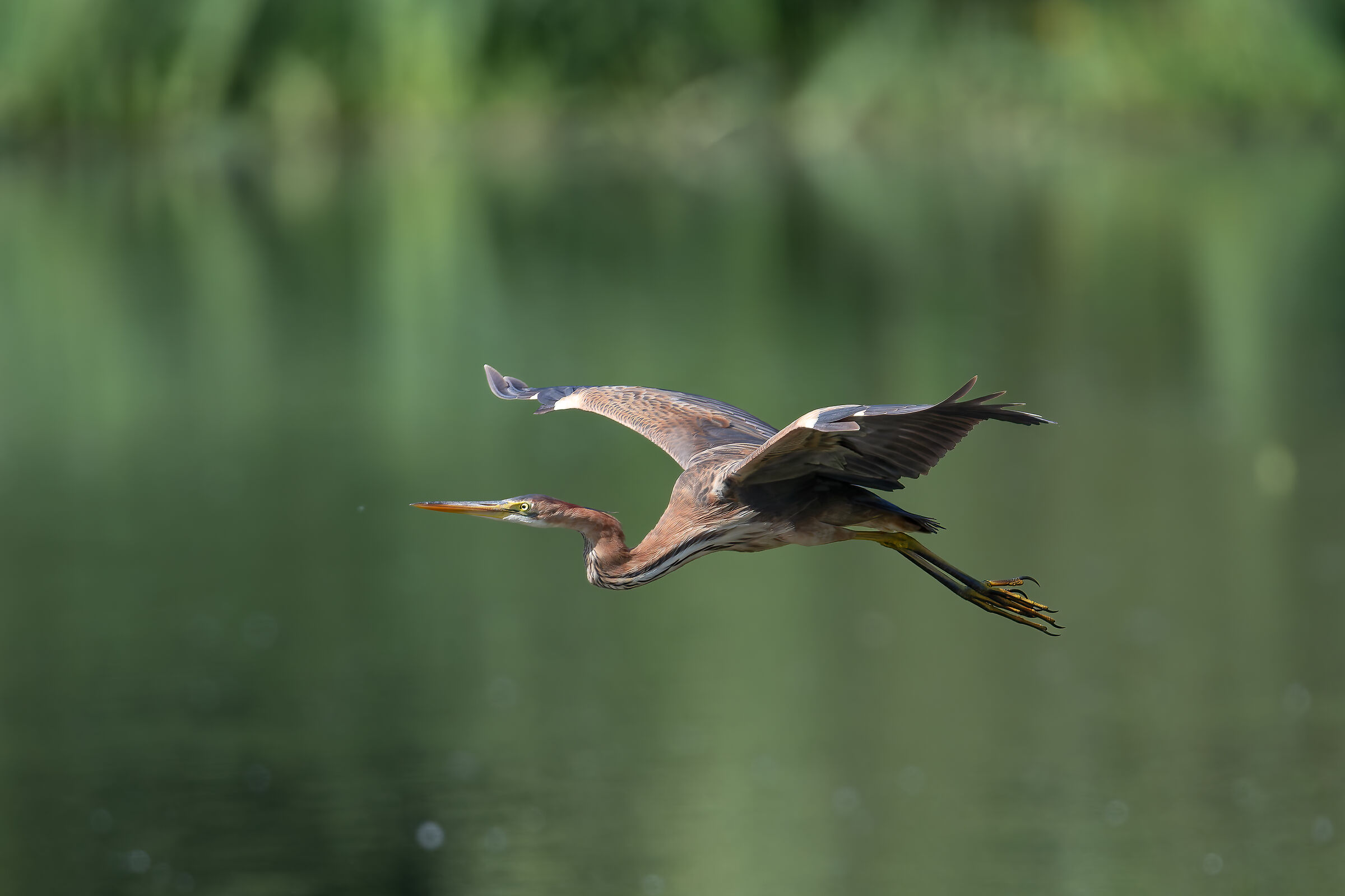 Purple Heron - Pesio Valley - Piedmont