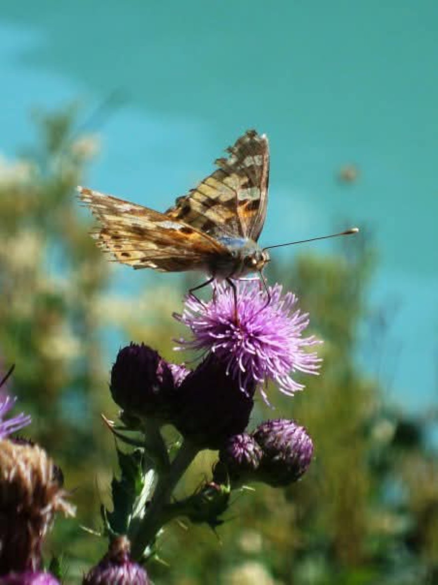 Farfalla su fiore