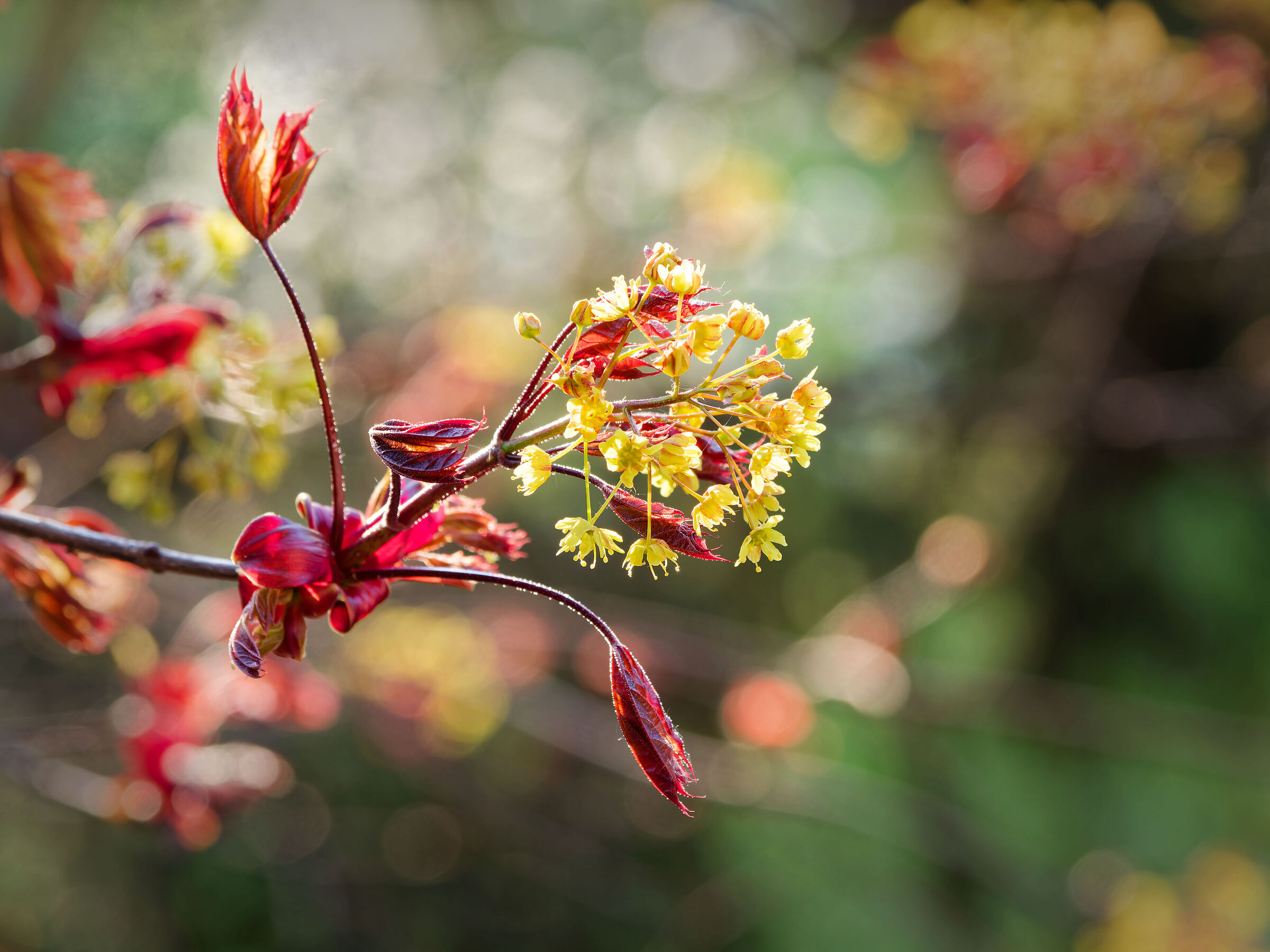 primi fiori tra i germogli