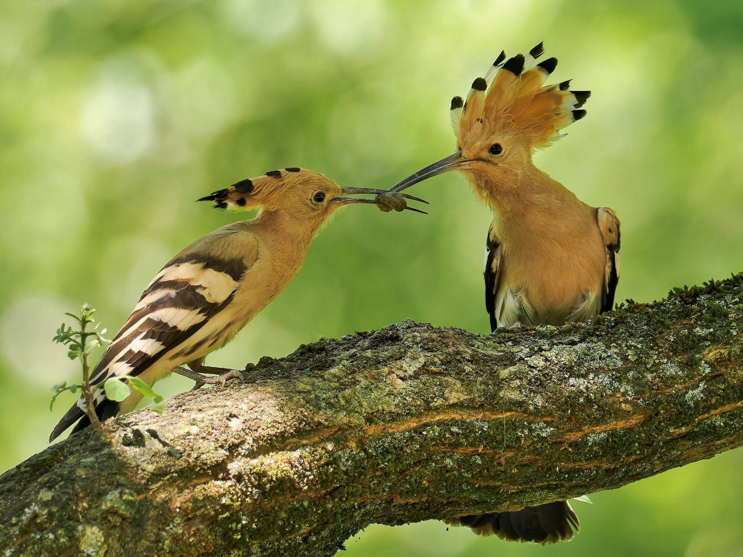 Hoopoes
