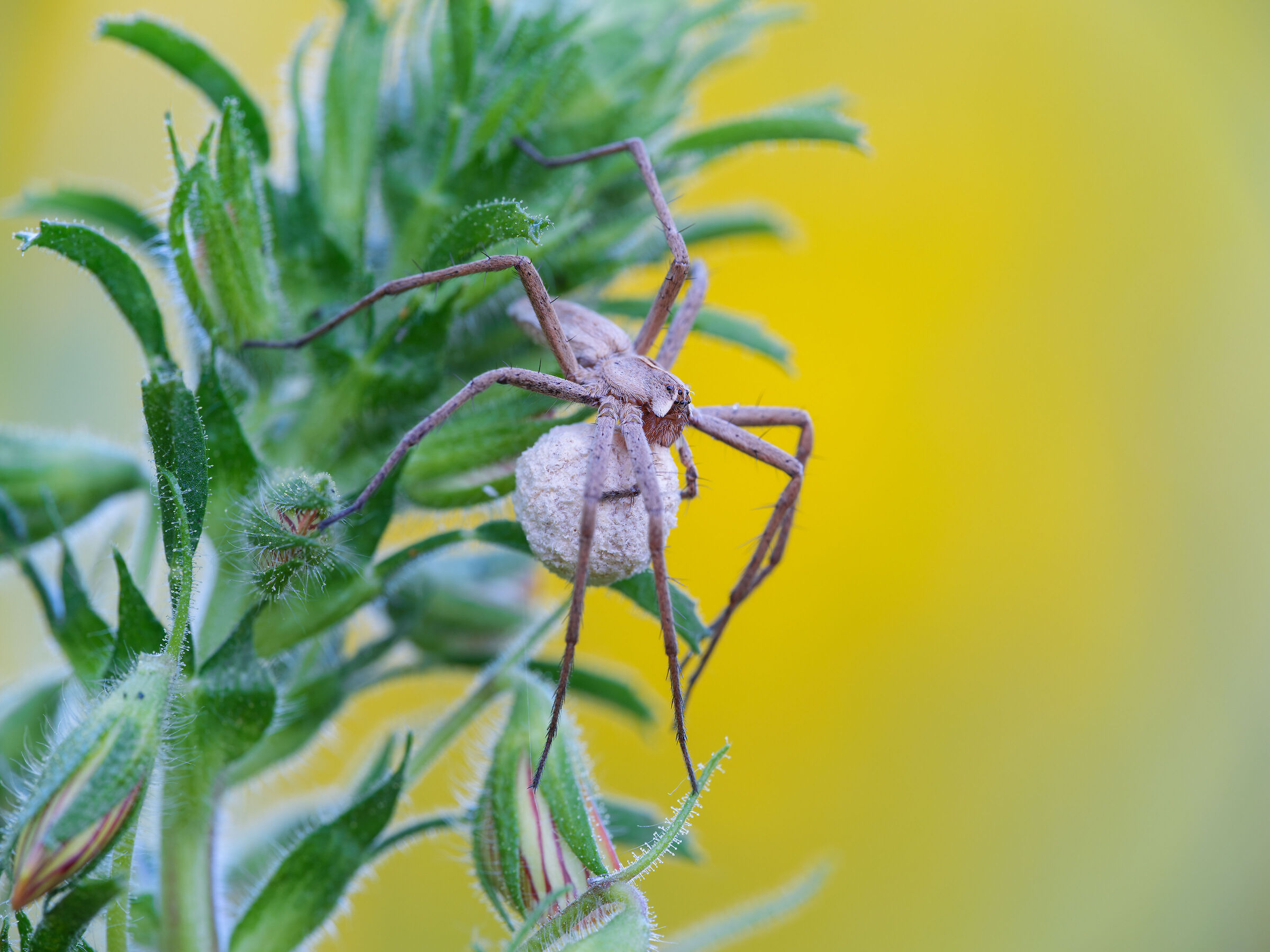 Pisaura mirabilis con ovisacco