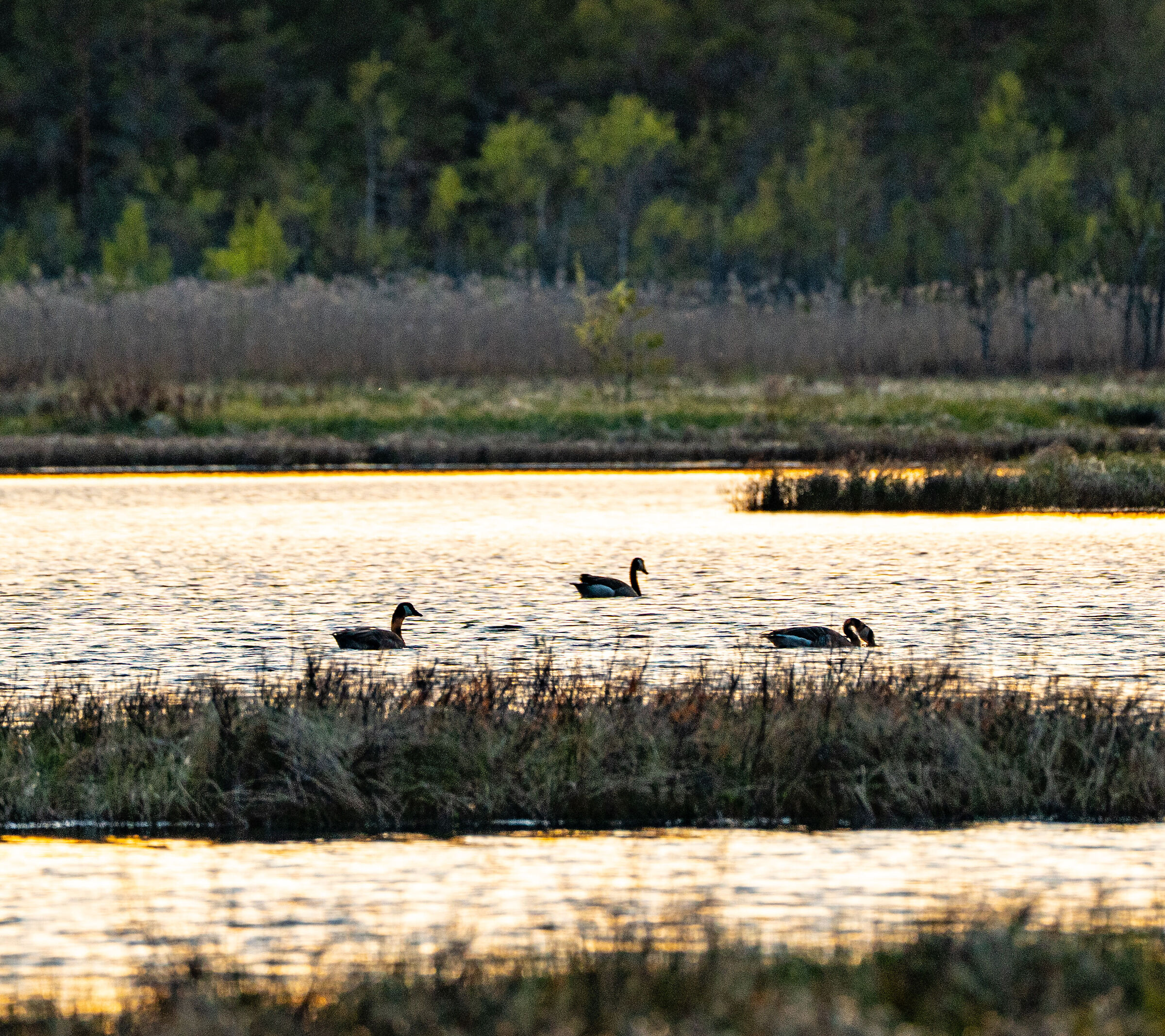 Geese in the sunset