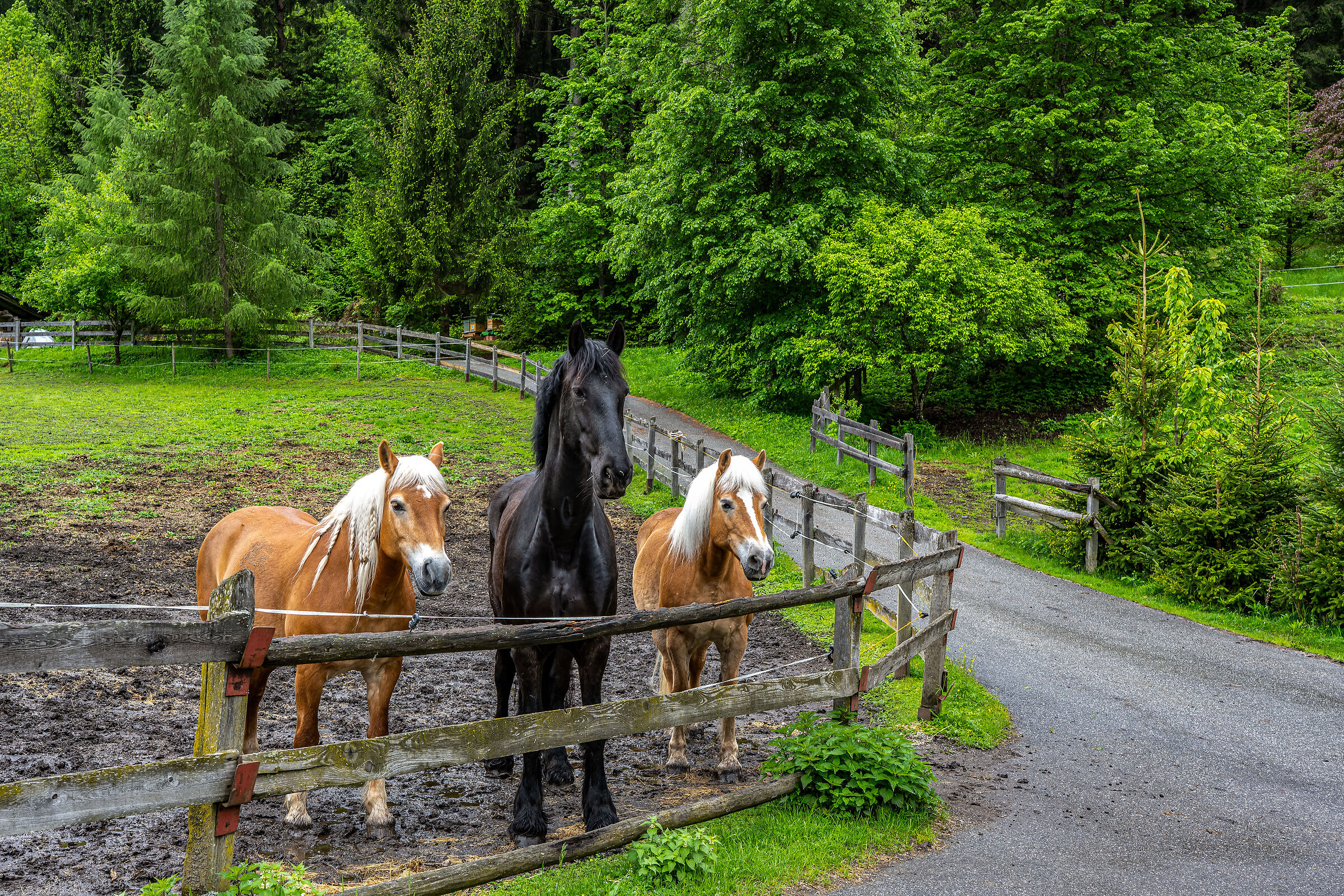 i cavalli di Vandoies