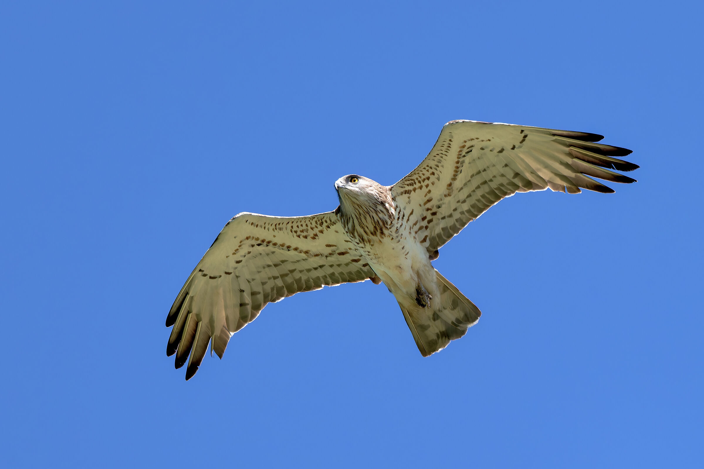 Harrier eagle