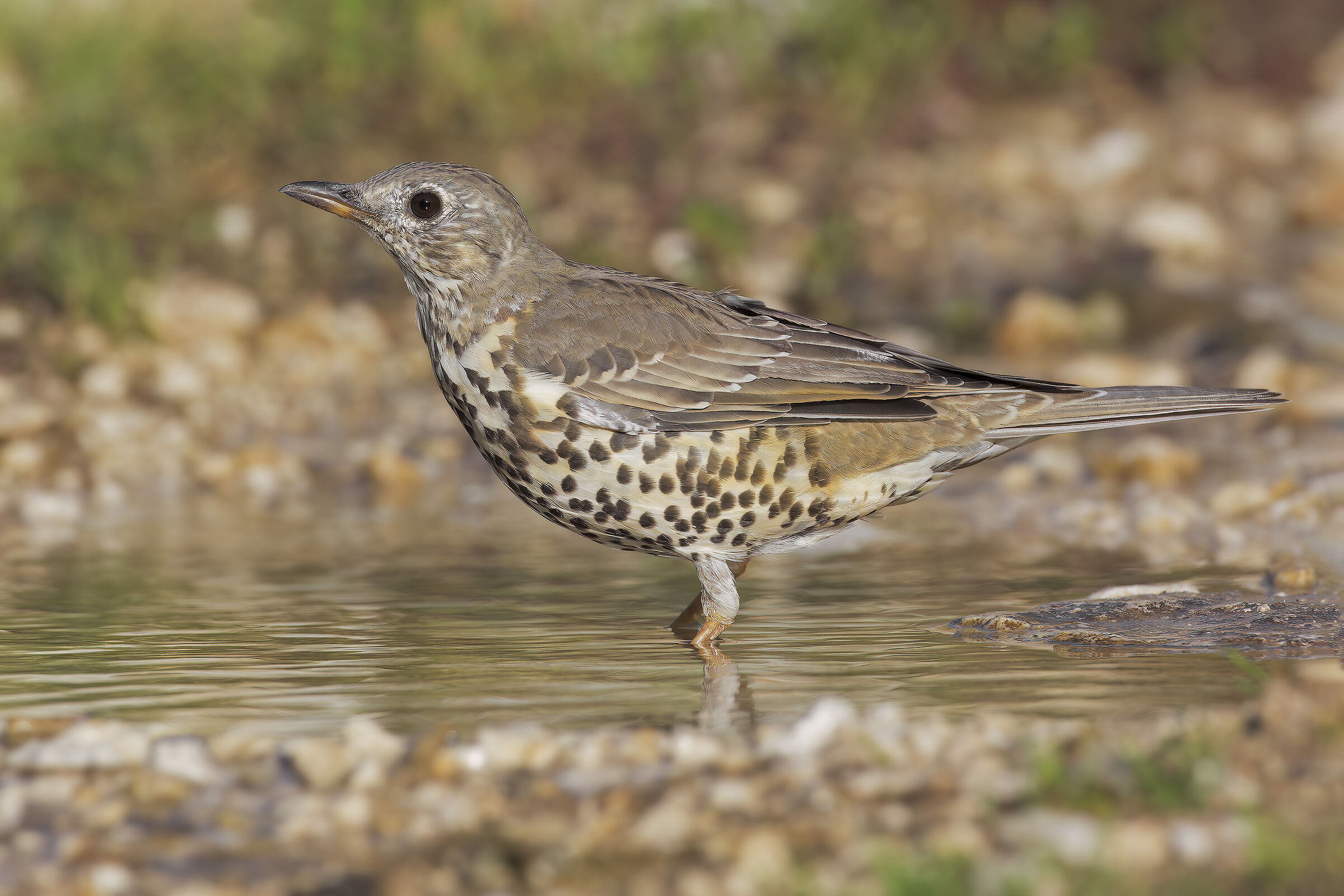 Mistle thrush