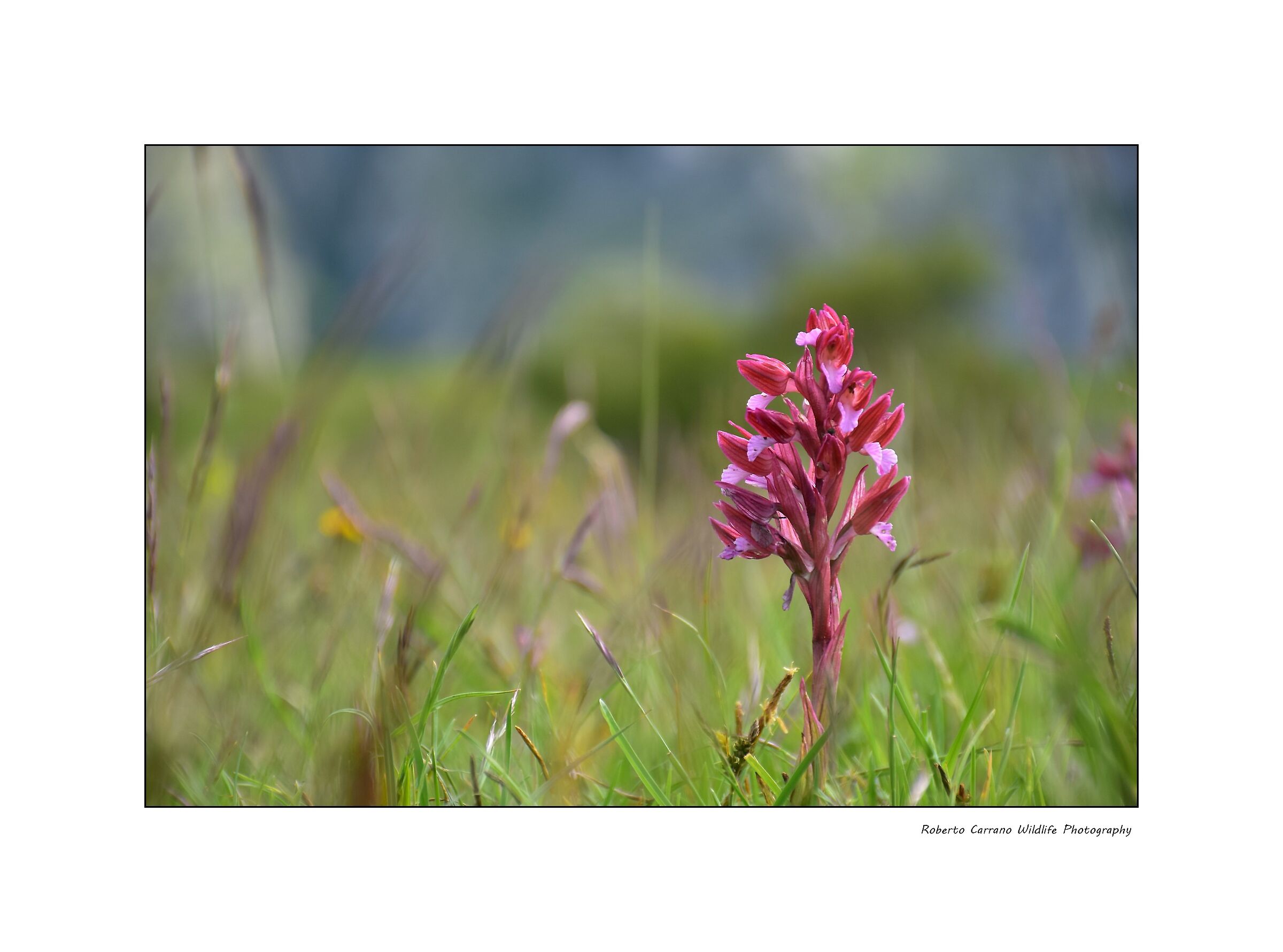 Anacamptis papilionacea