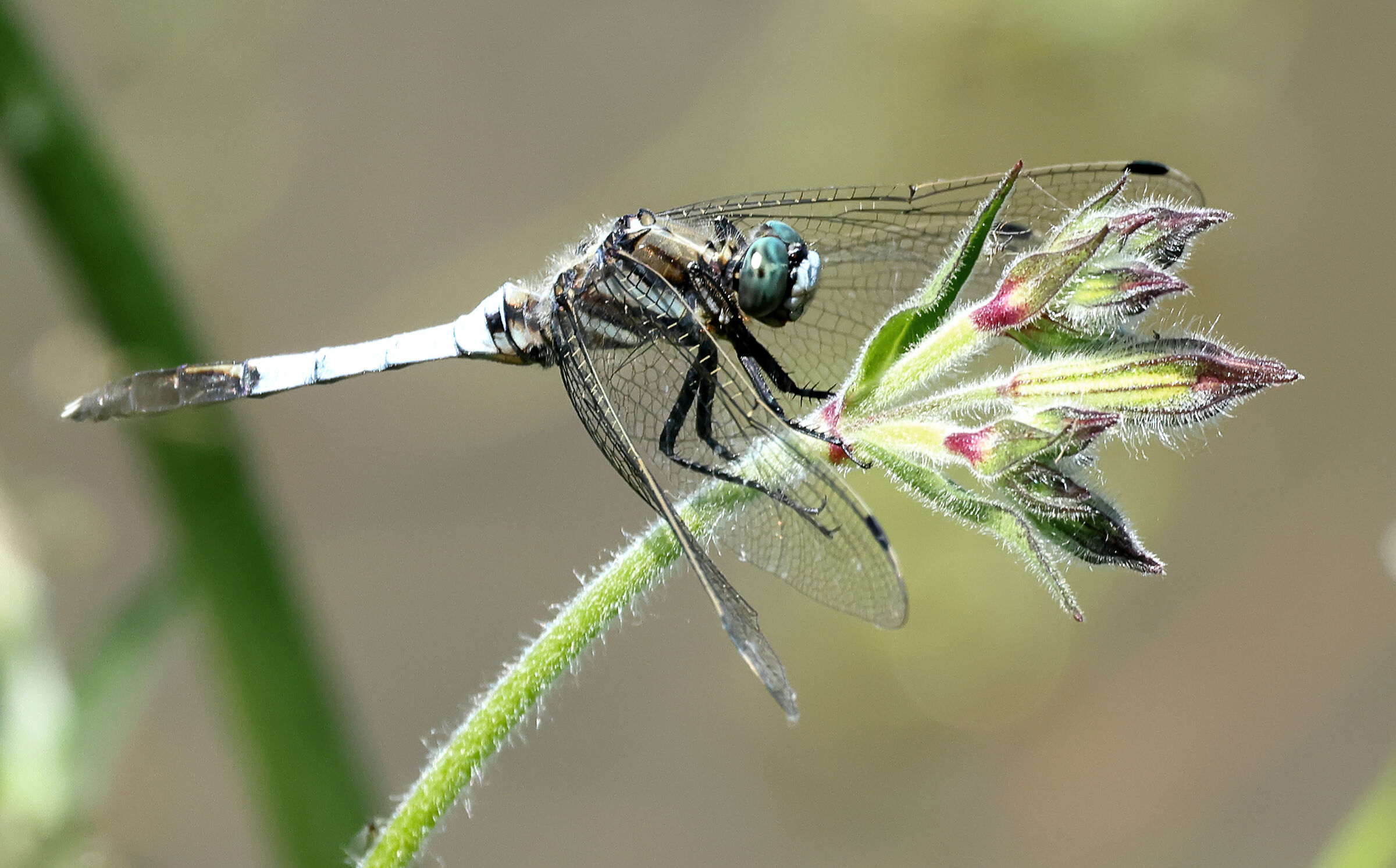 Dragonfly.